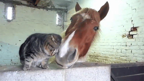 猫の好きなところ