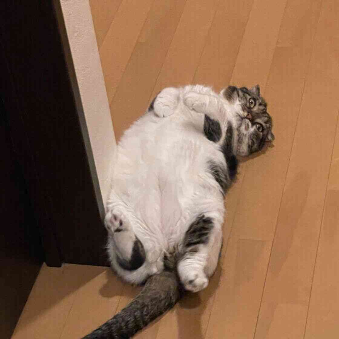 猫の好きなところ
