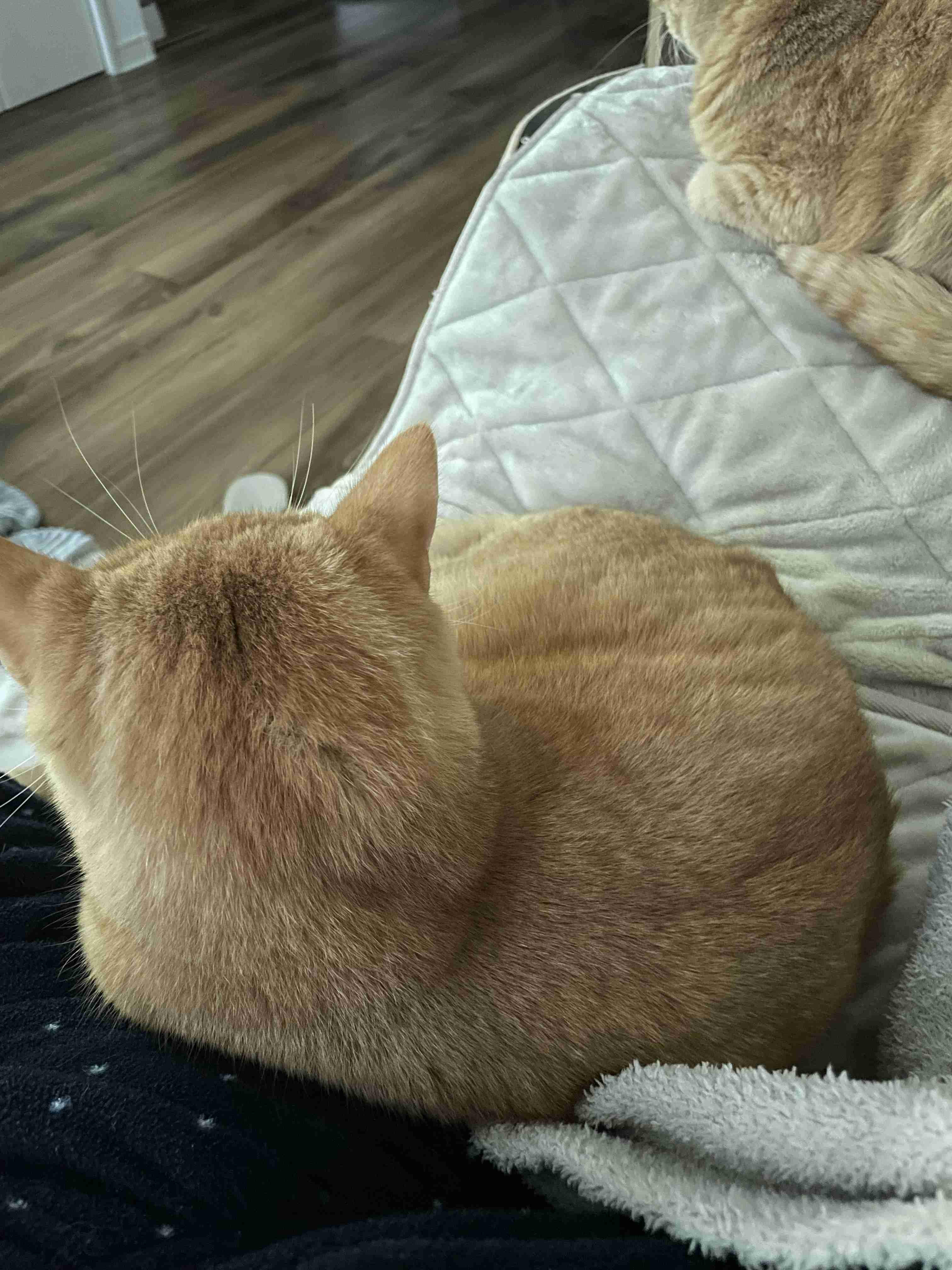 猫の好きなところ