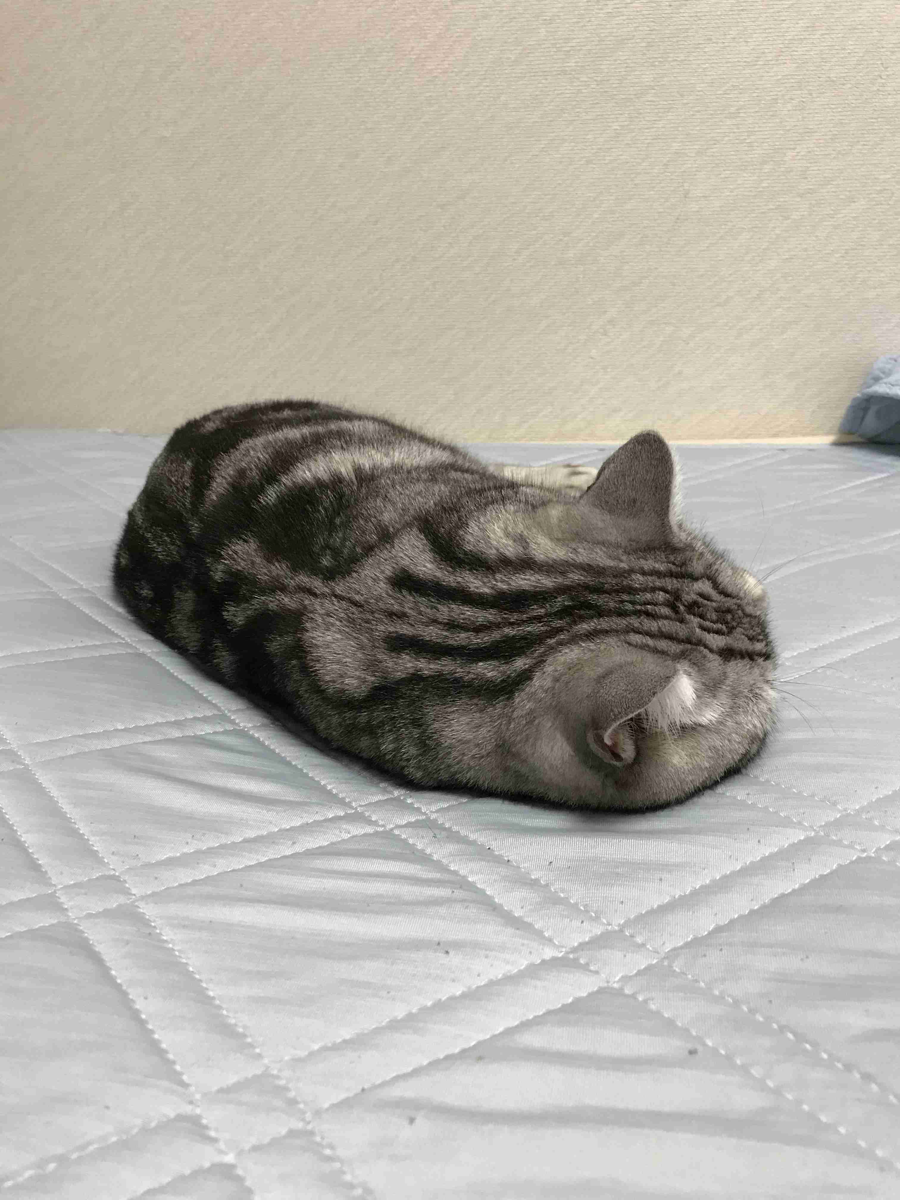 猫の好きなところ