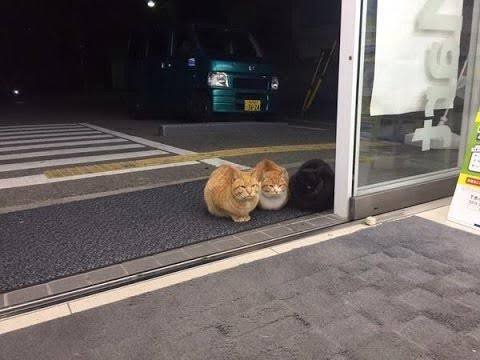 猫の好きなところ