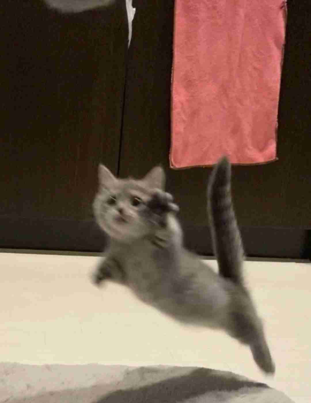 飼い猫自慢大会