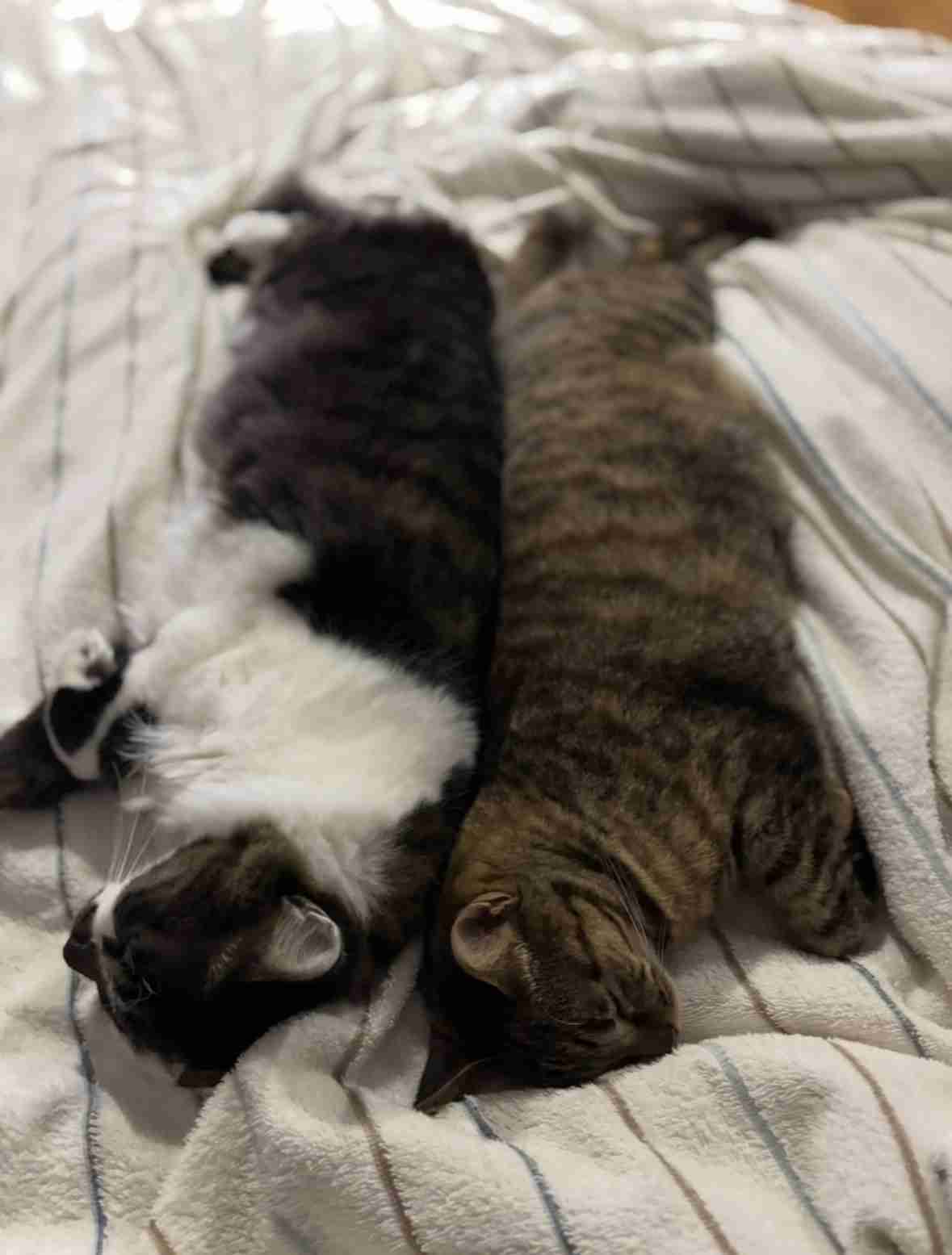飼い猫自慢大会