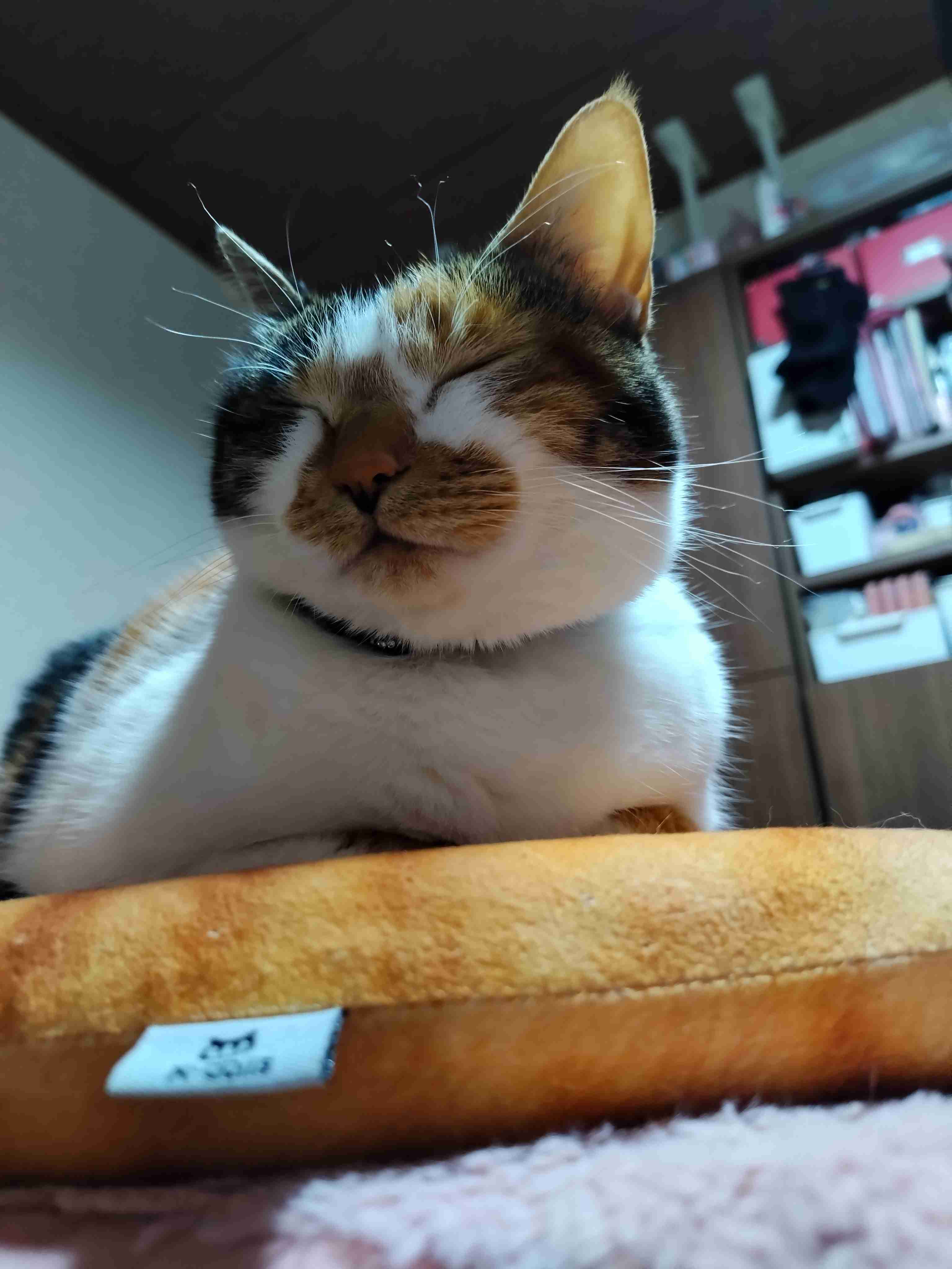 飼い猫自慢大会