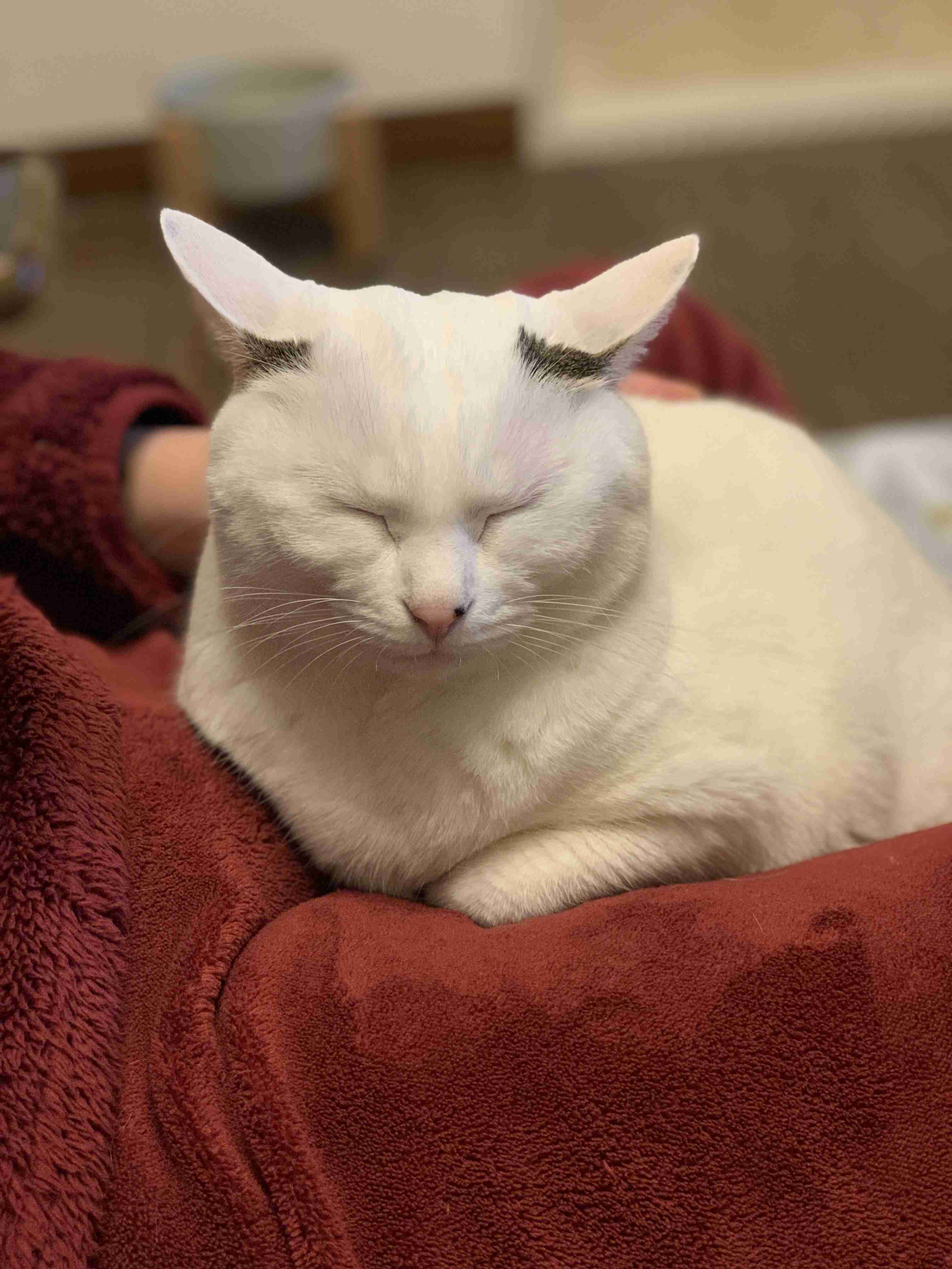飼い猫自慢大会