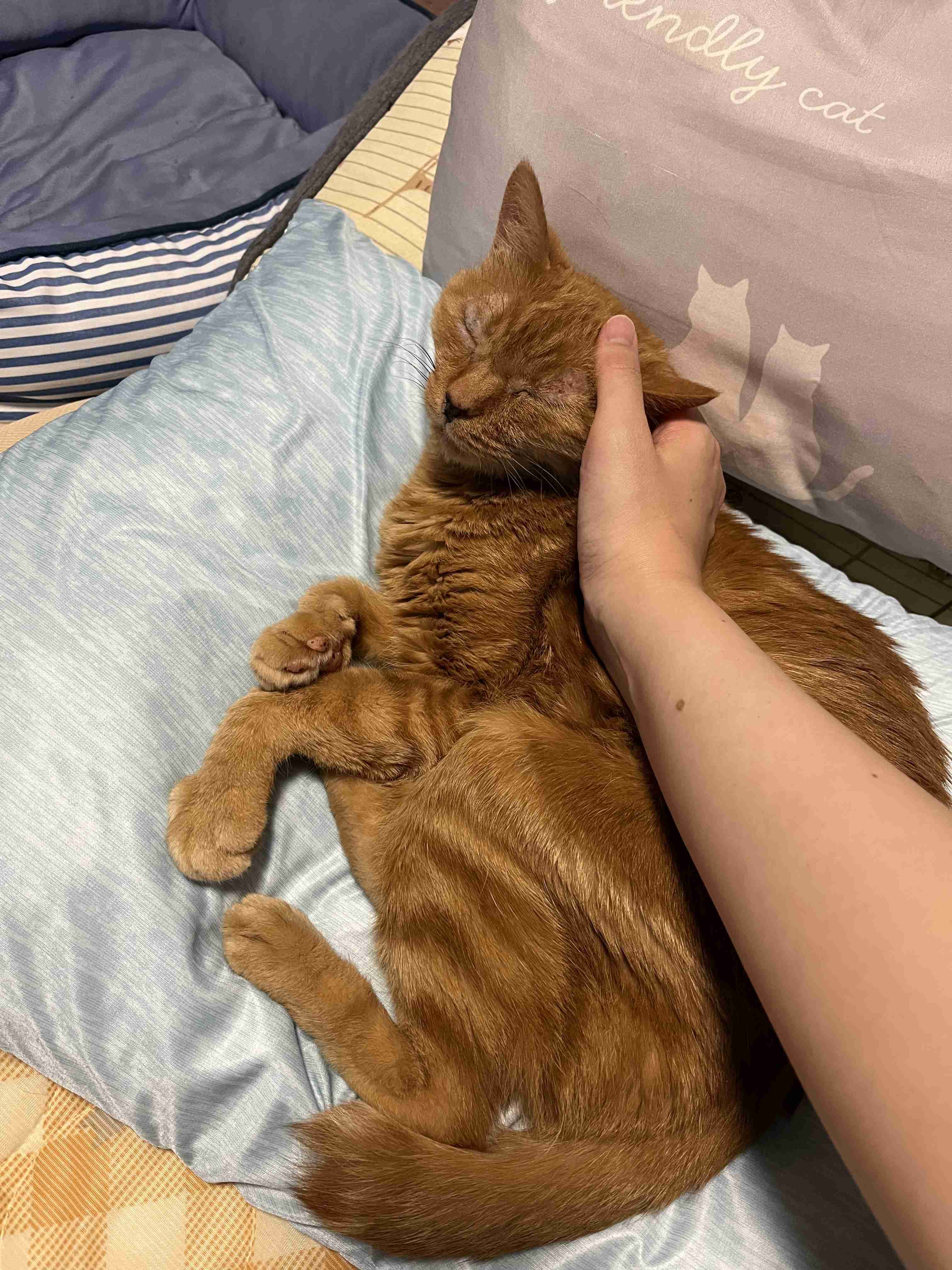 飼い猫自慢大会
