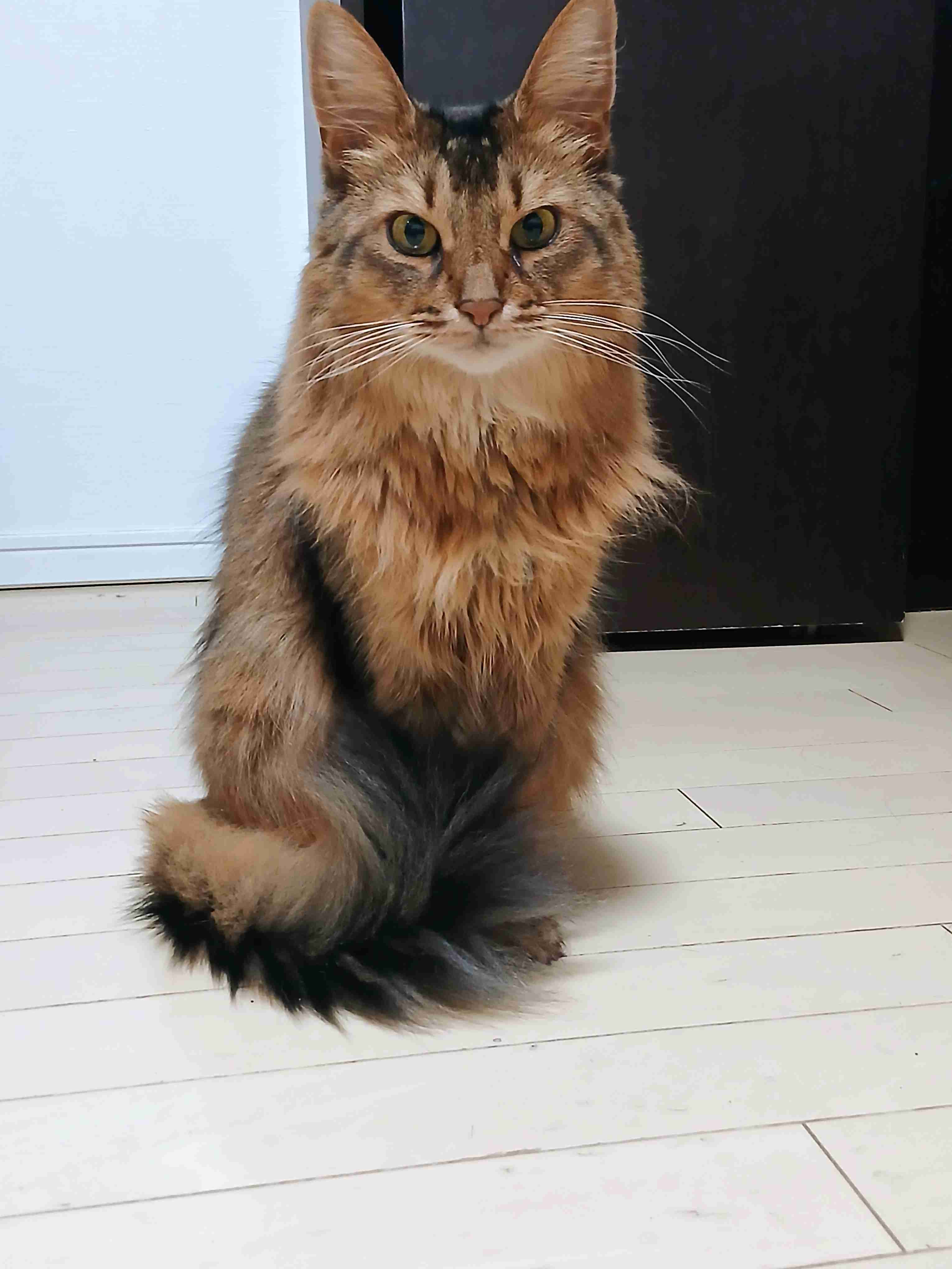 飼い猫自慢大会