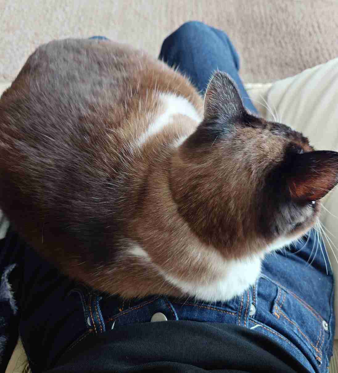 飼い猫自慢大会
