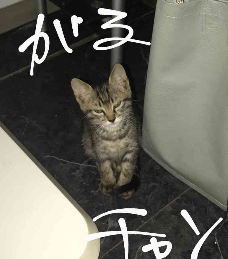 飼い猫自慢大会