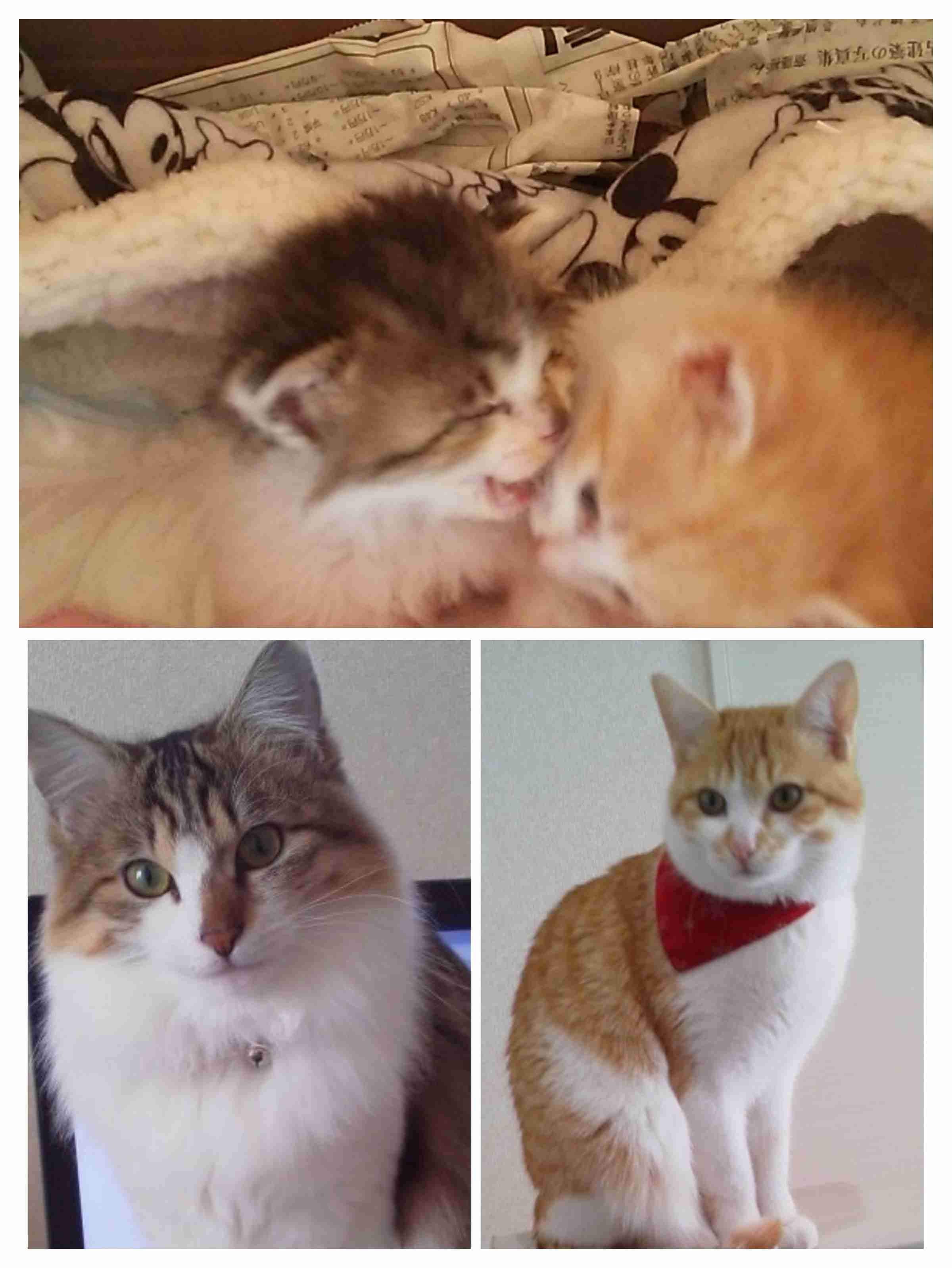 飼い猫自慢大会
