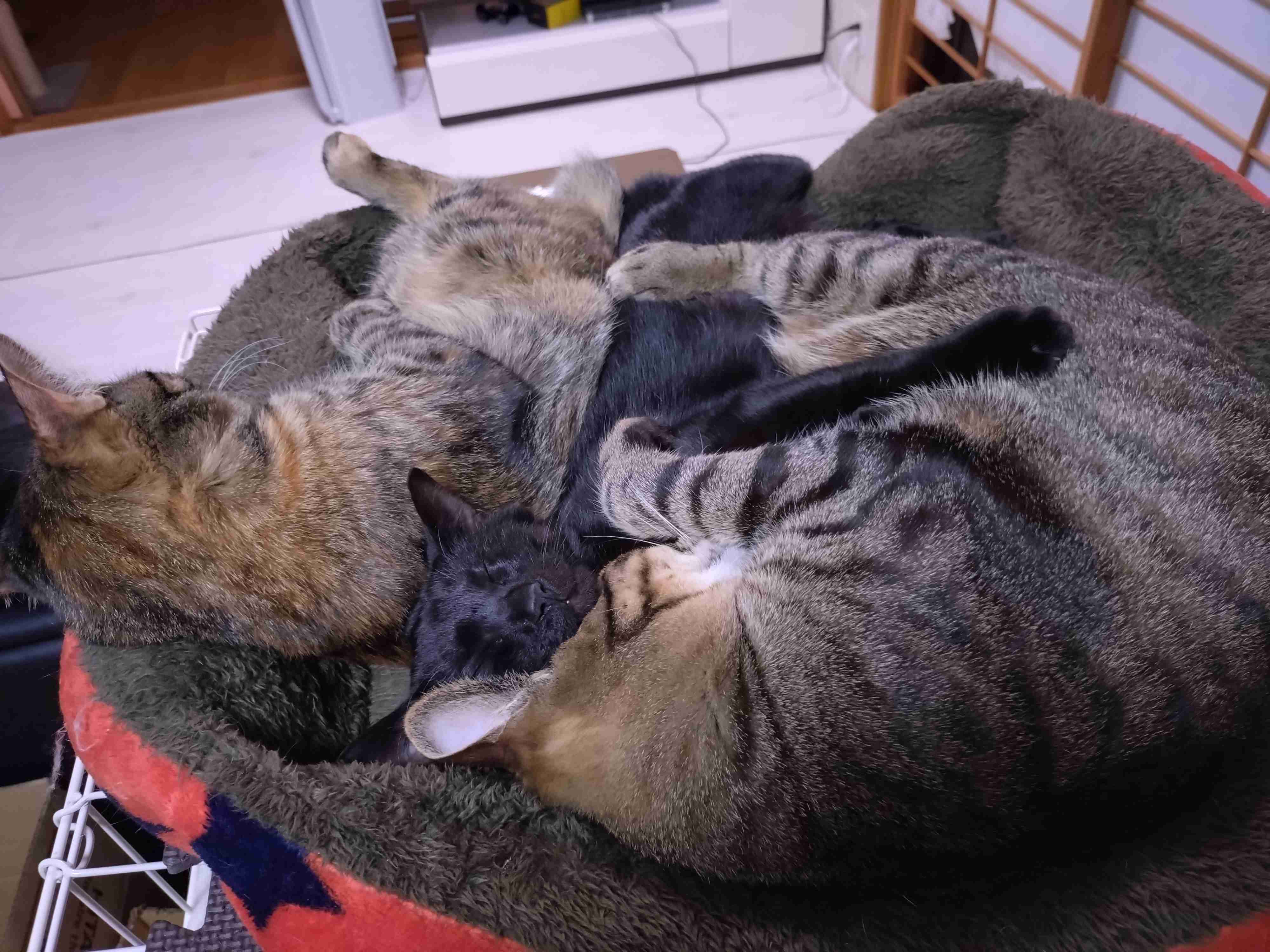 飼い猫自慢大会
