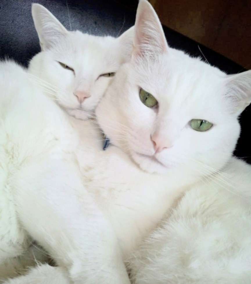 飼い猫自慢大会
