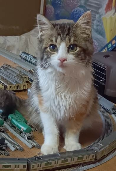 飼い猫自慢大会