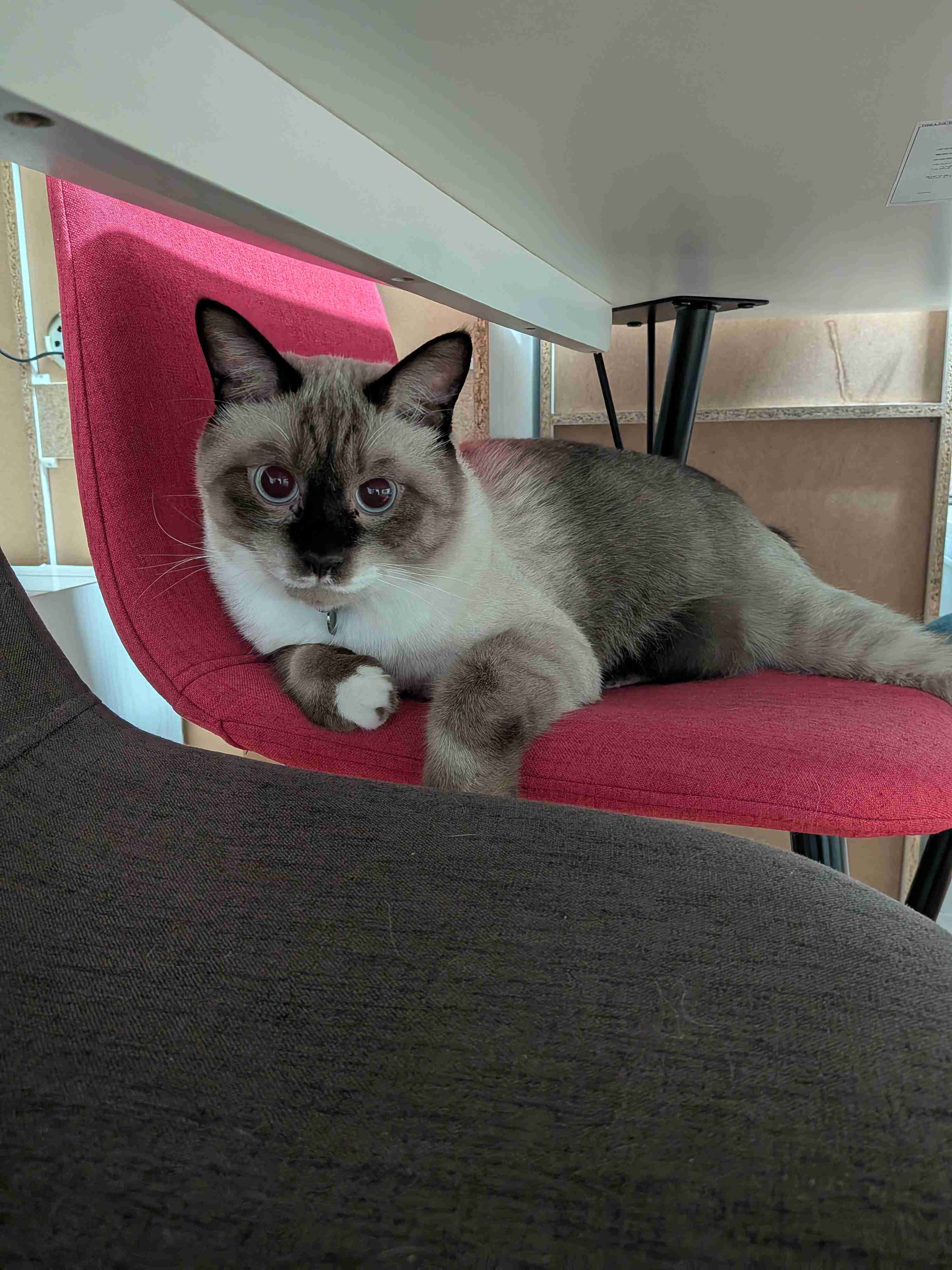 飼い猫自慢大会