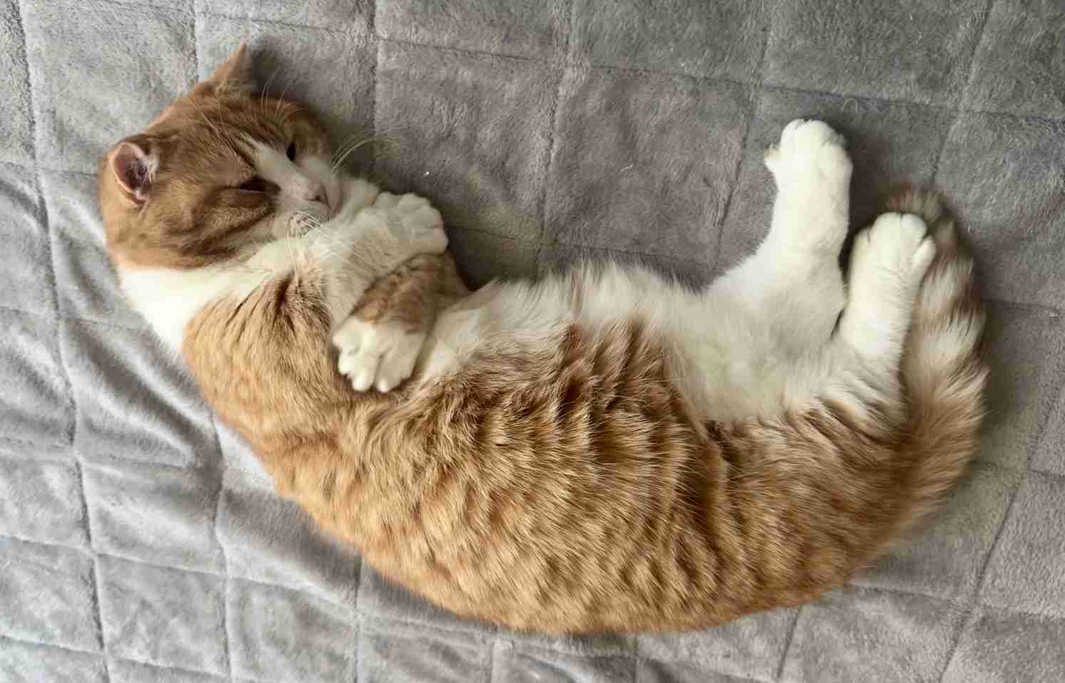 飼い猫自慢大会