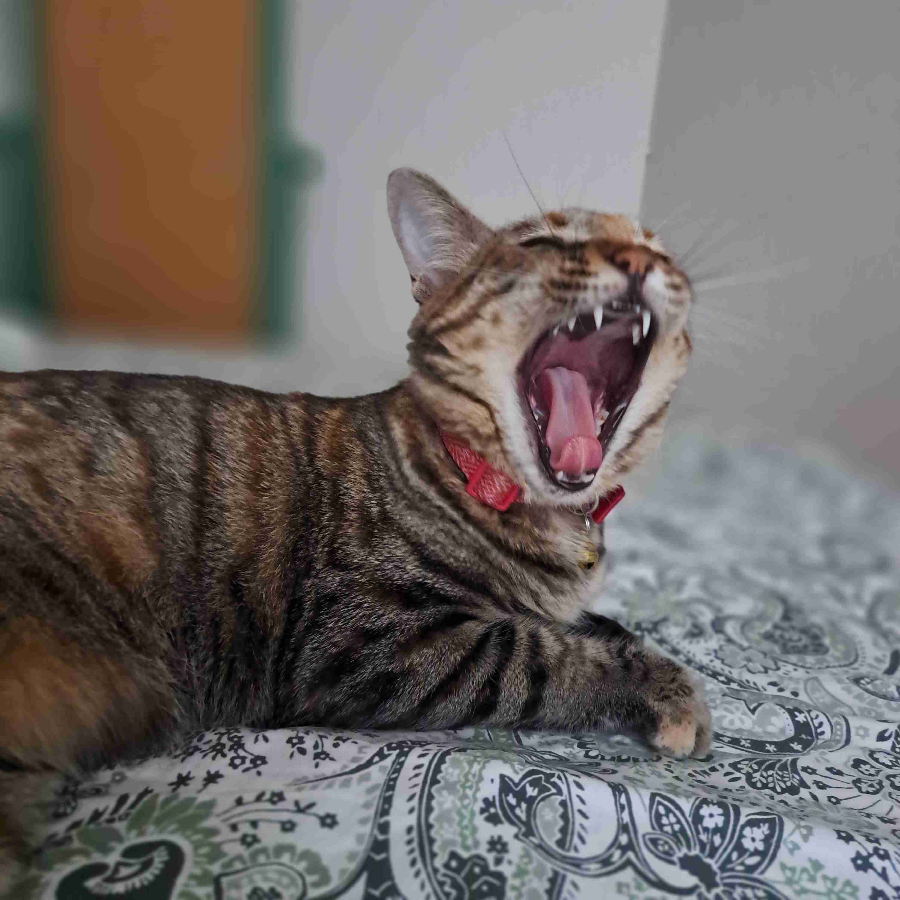 飼い猫自慢大会