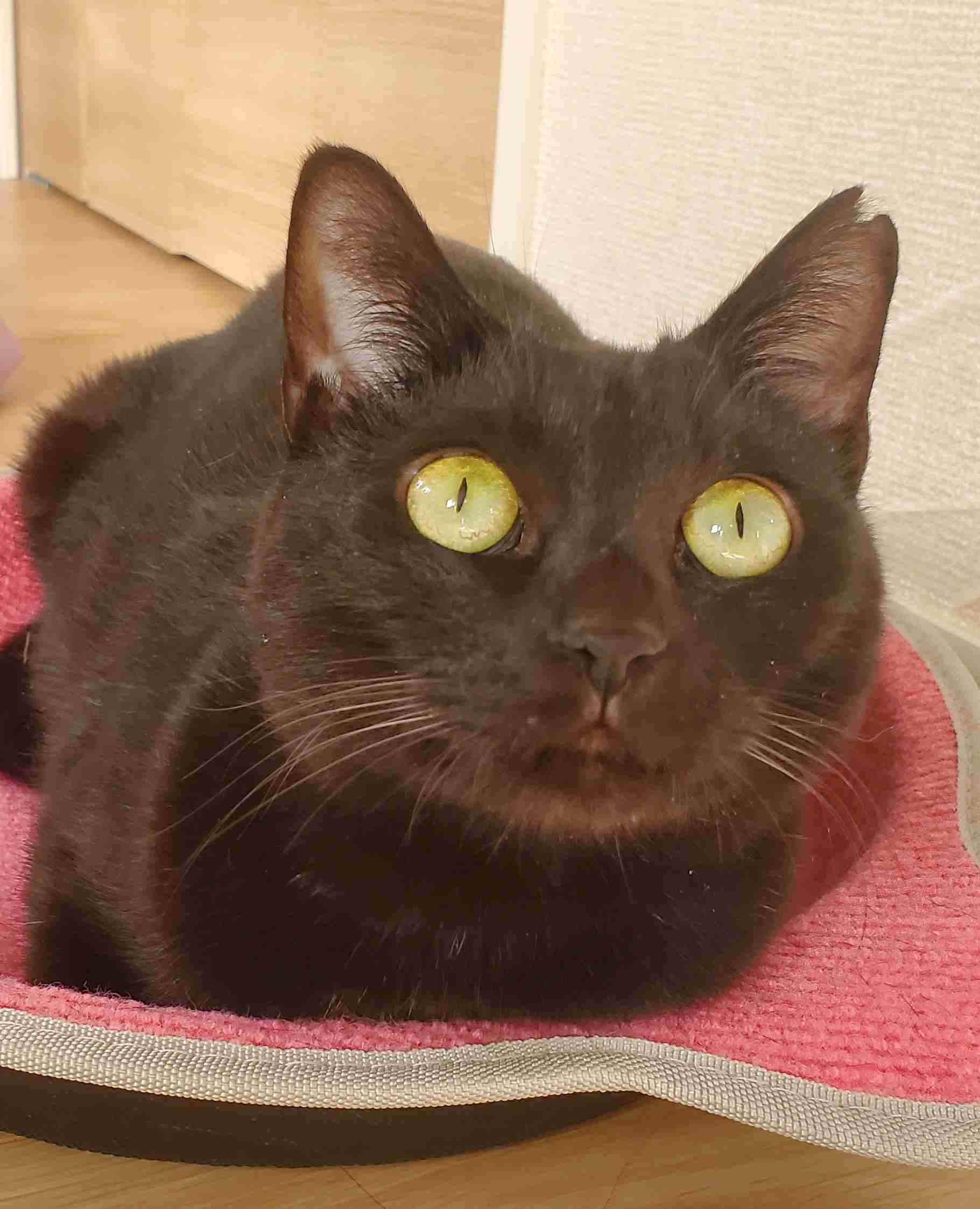 飼い猫自慢大会