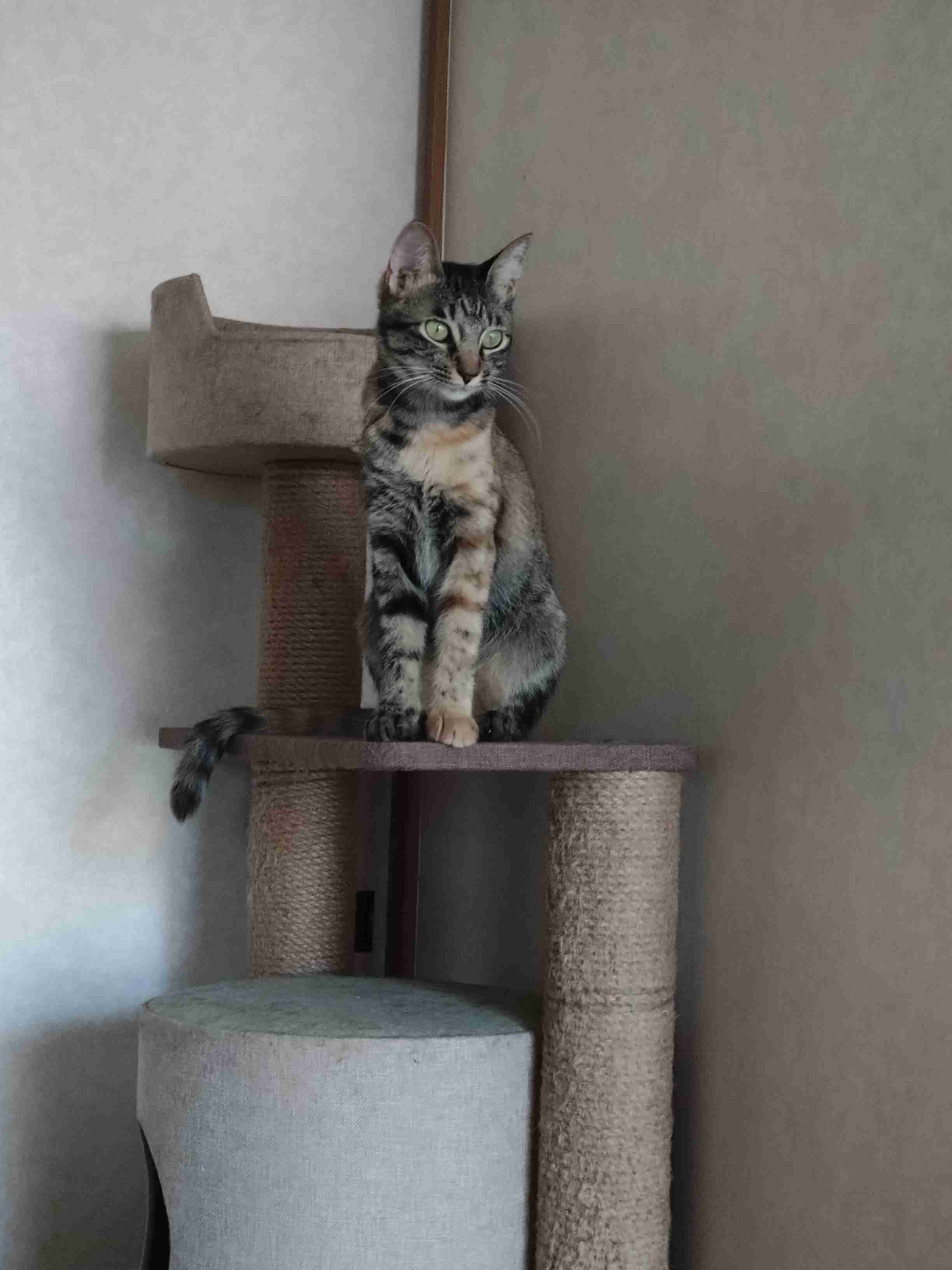 飼い猫自慢大会