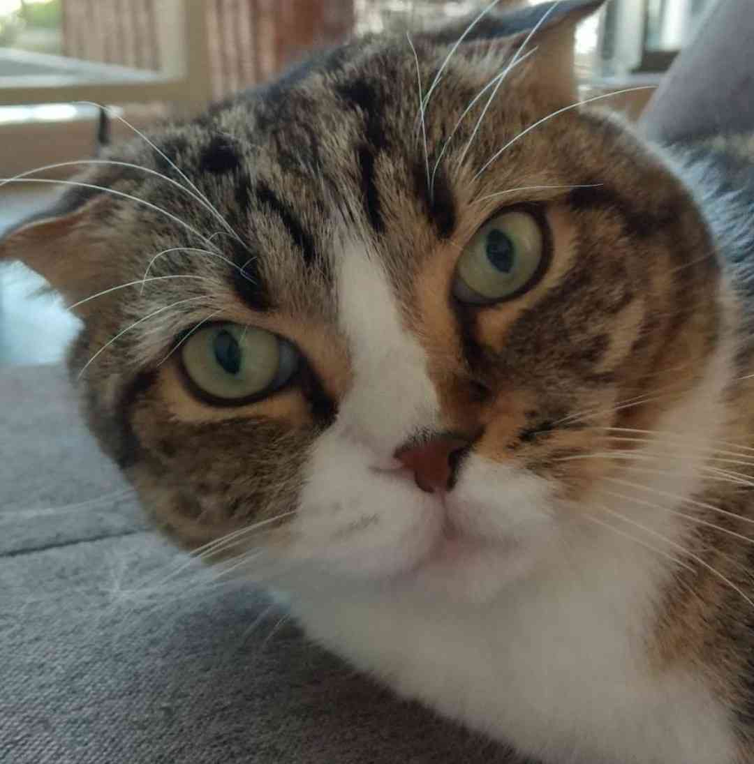 飼い猫自慢大会