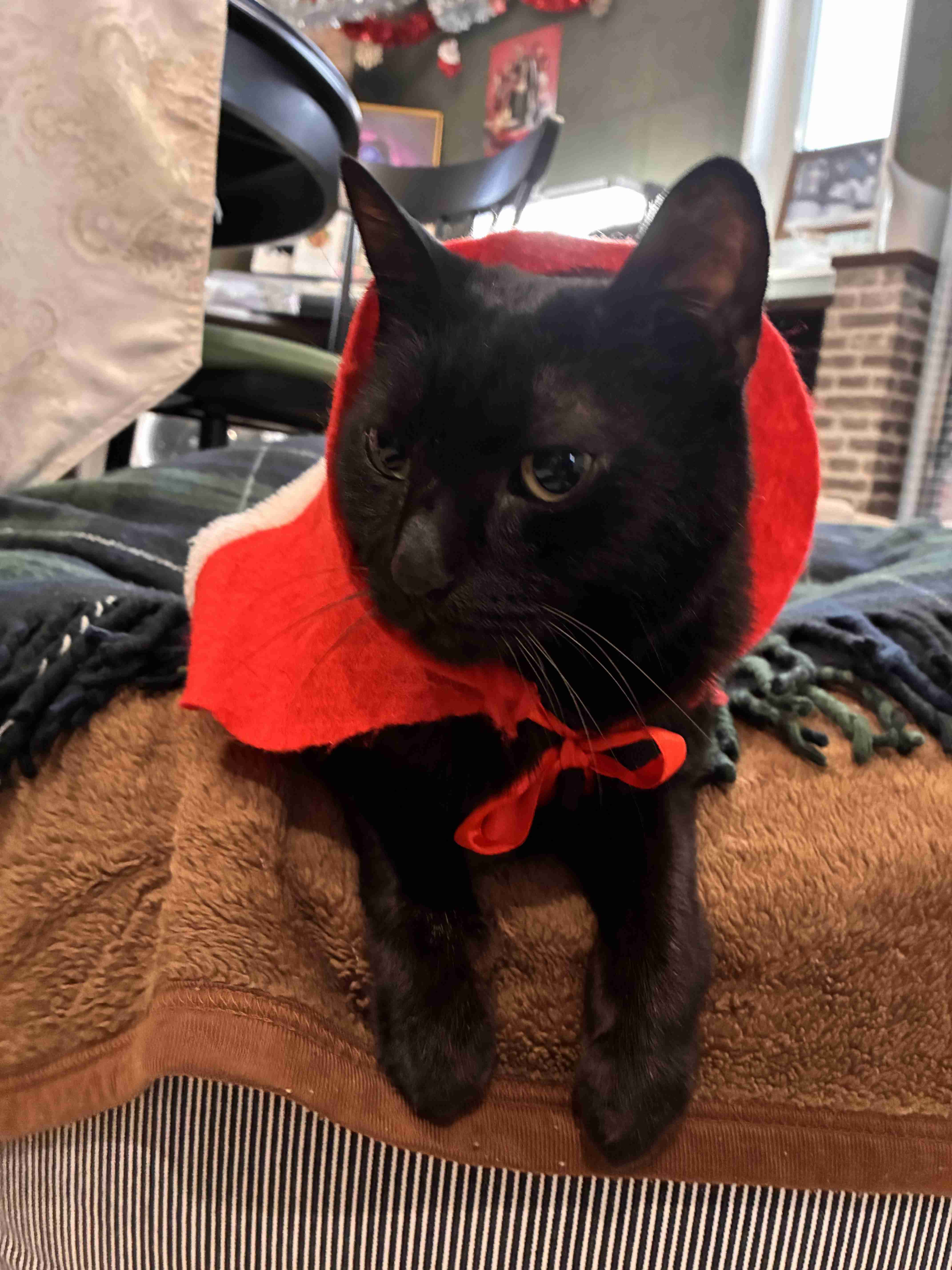 飼い猫自慢大会