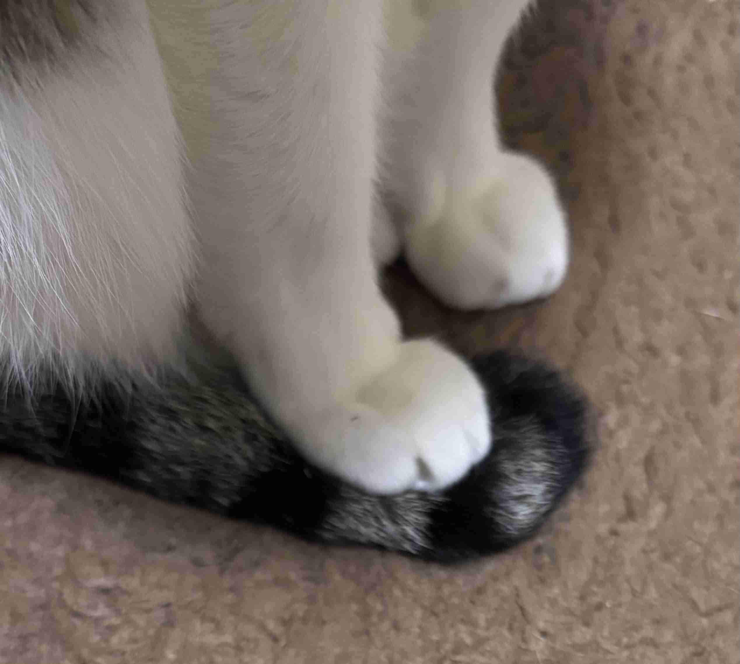 飼い猫自慢大会