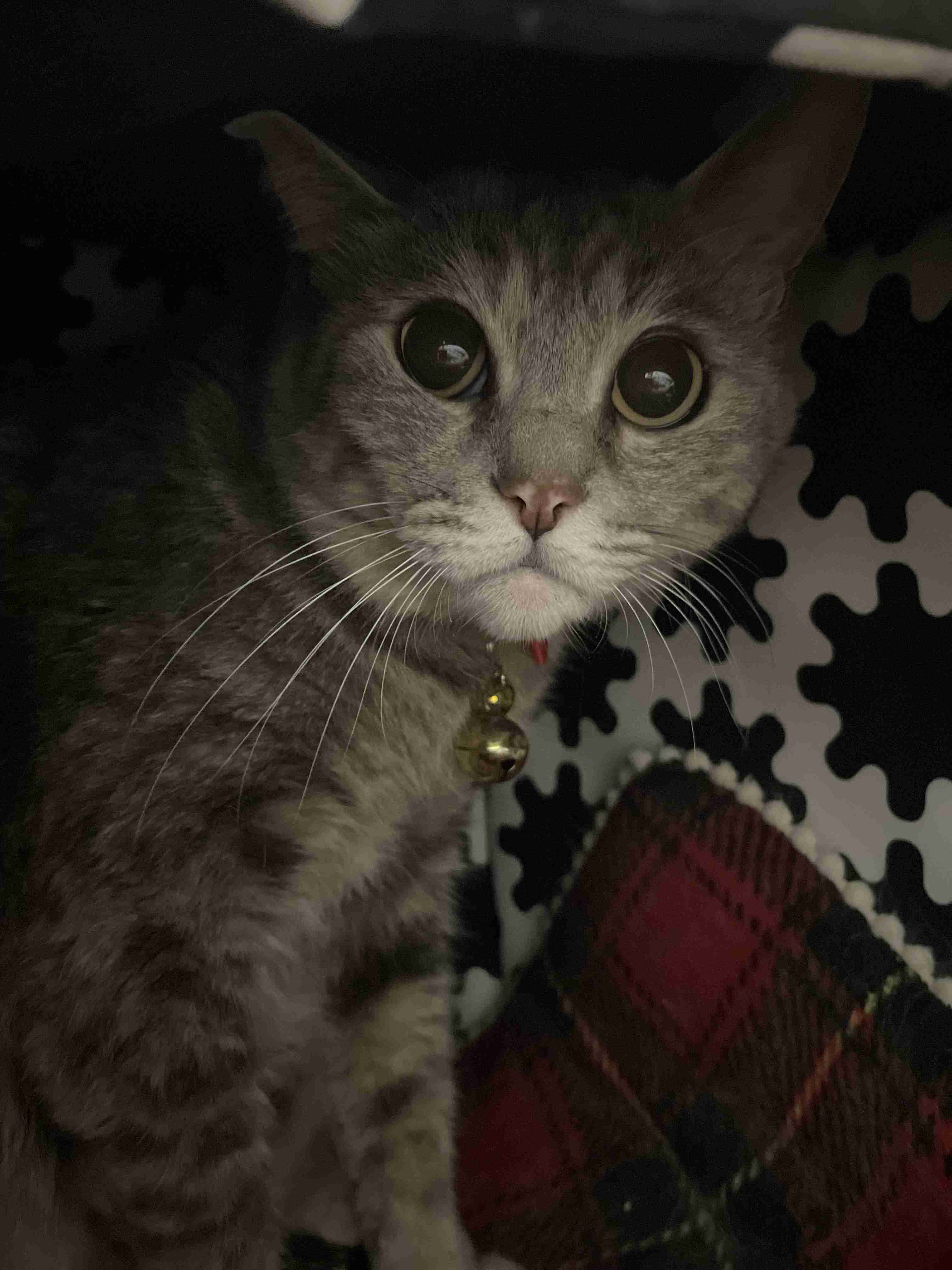 飼い猫自慢大会