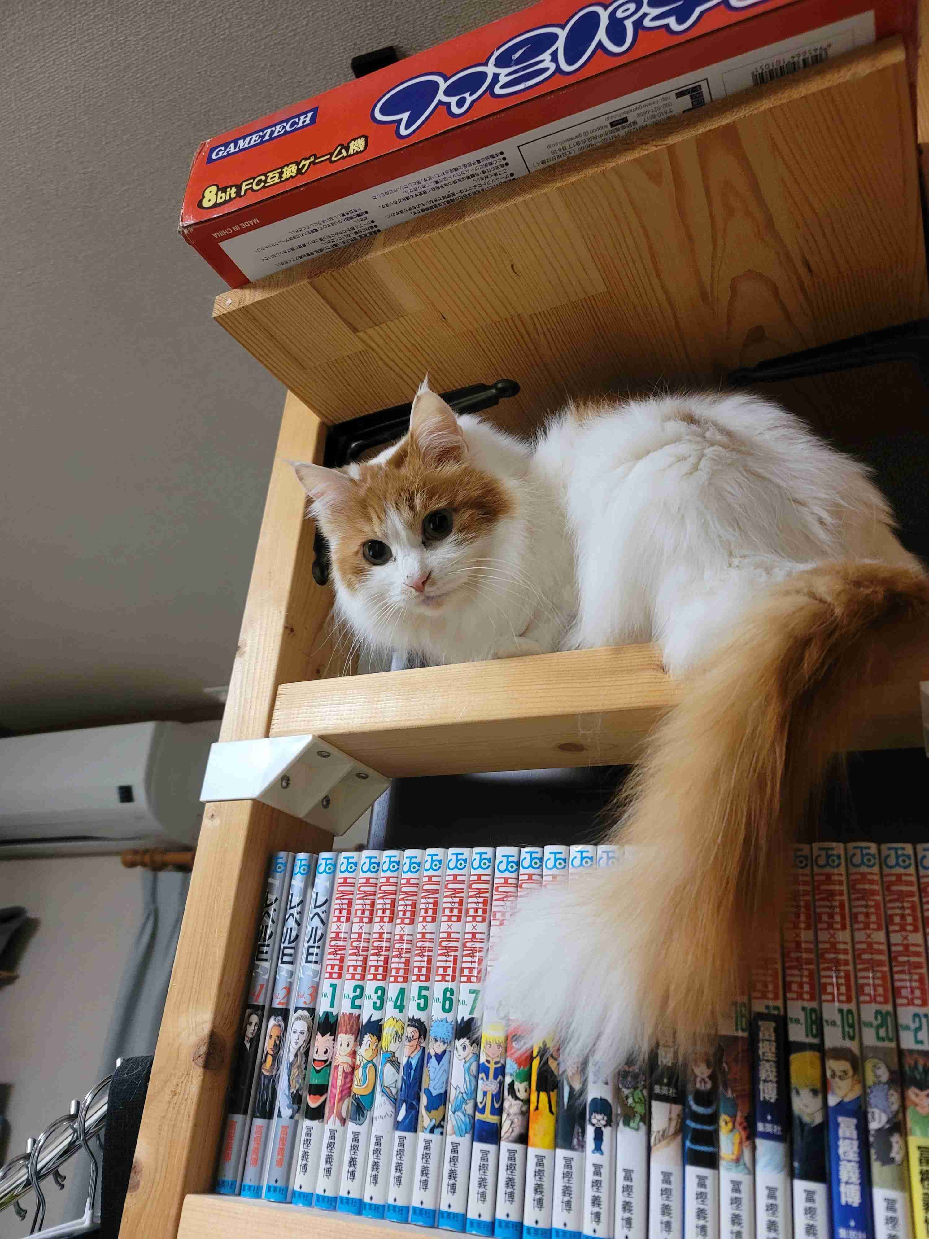 飼い猫自慢大会