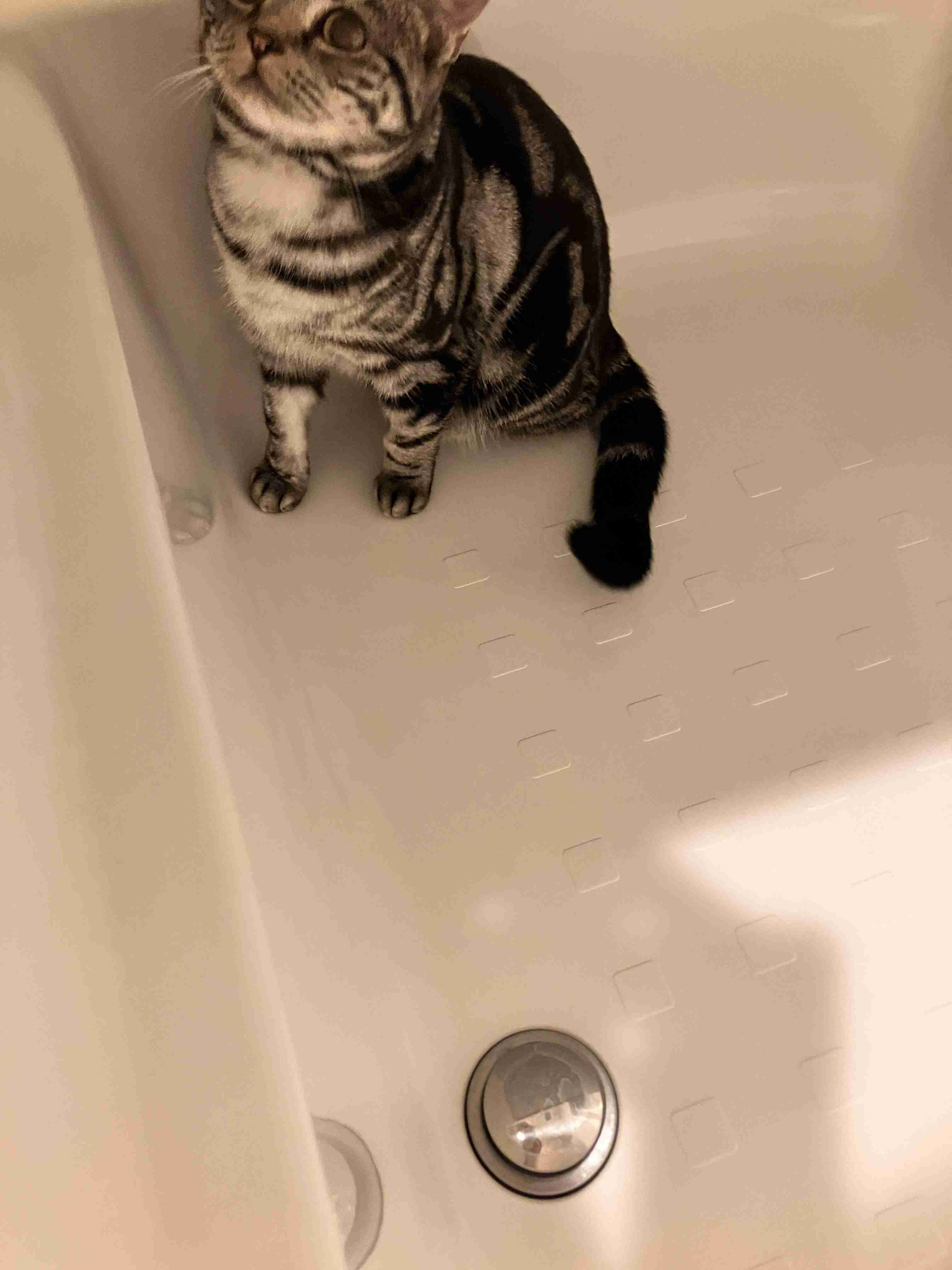 飼い猫自慢大会