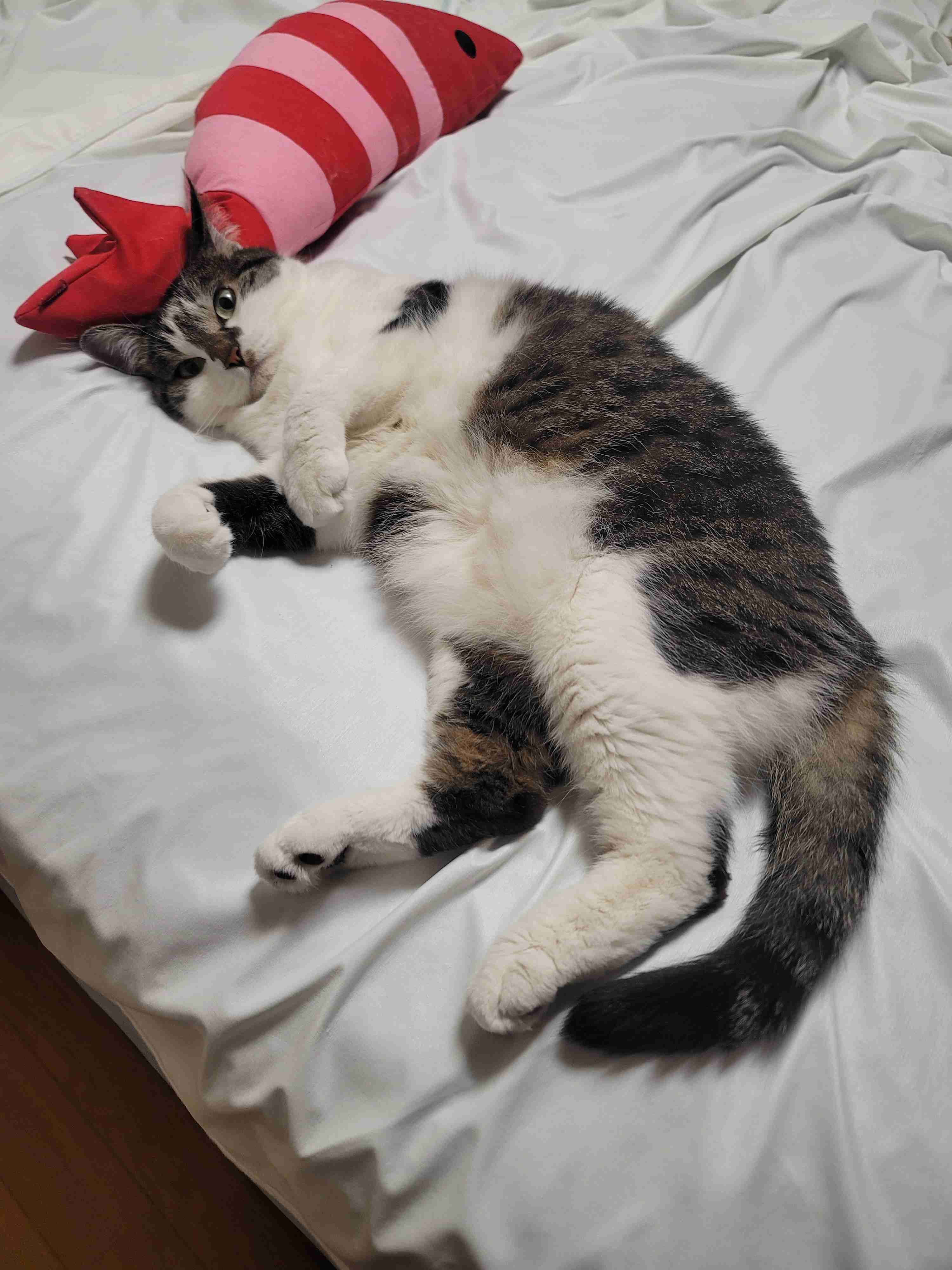 飼い猫自慢大会