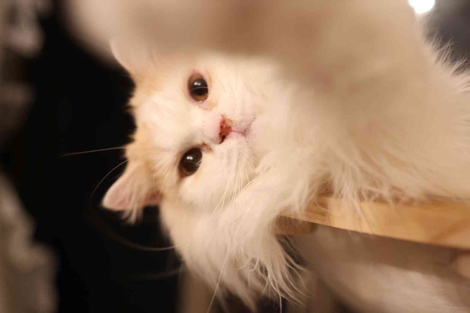飼い猫自慢大会