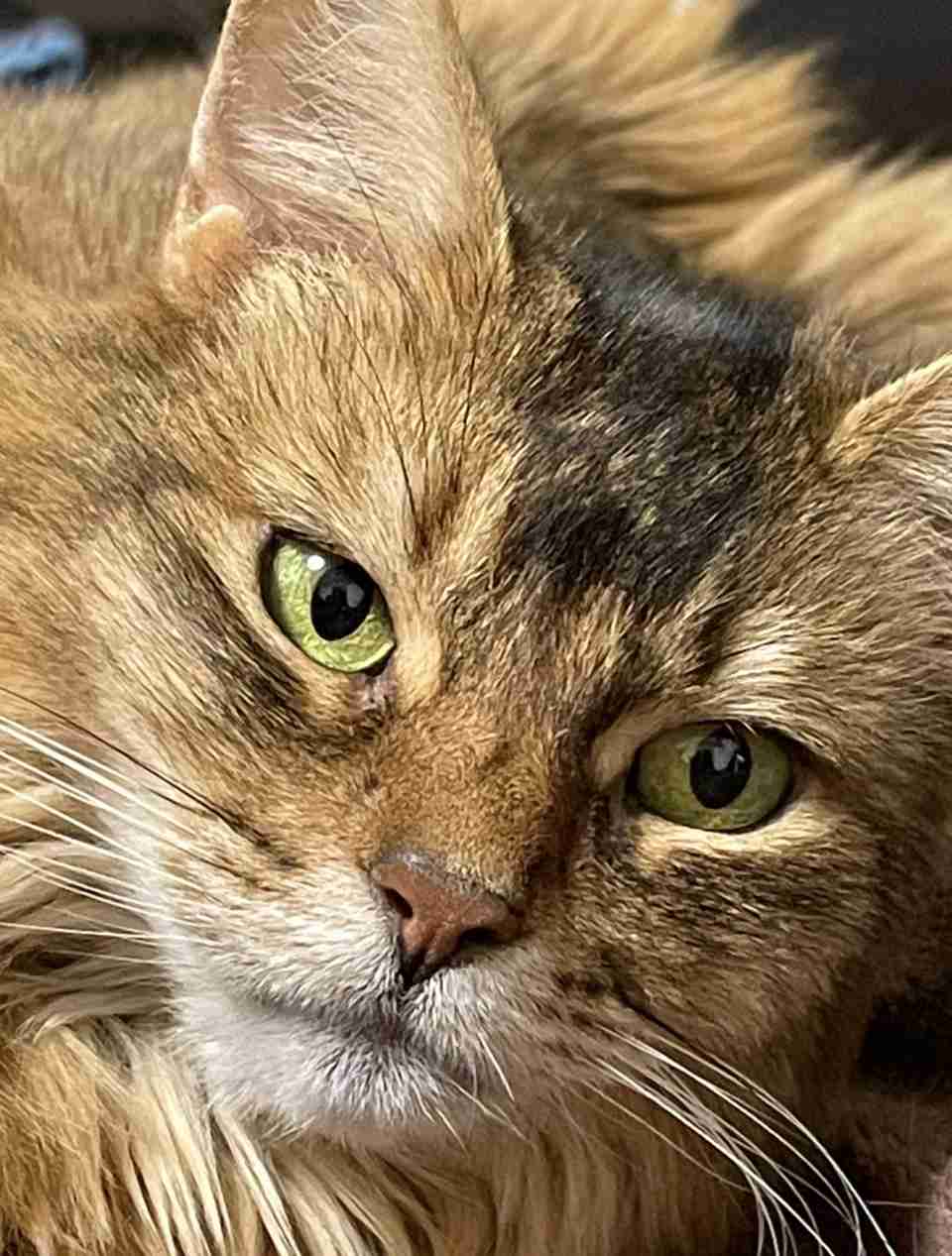 飼い猫自慢大会