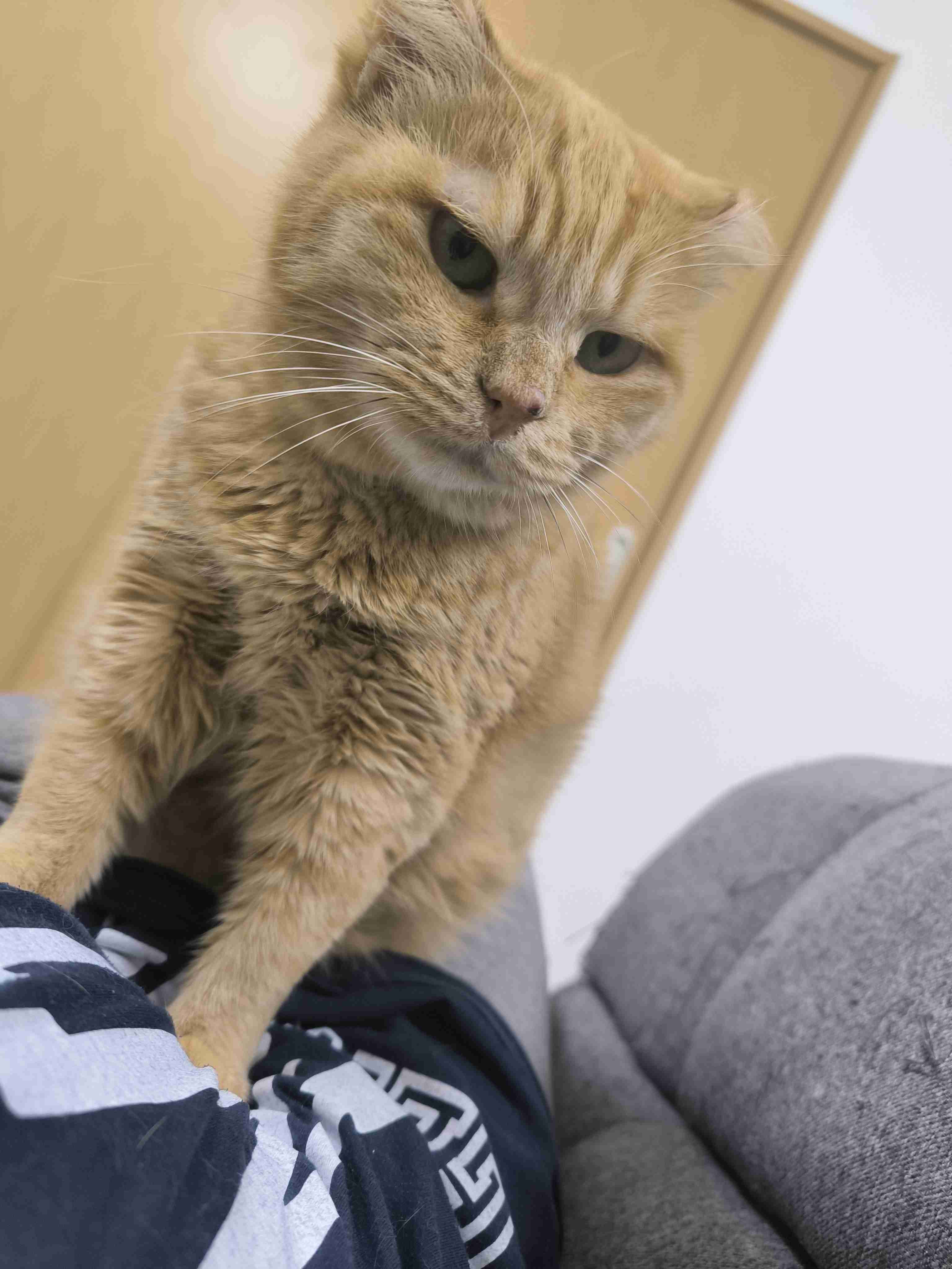 飼い猫自慢大会