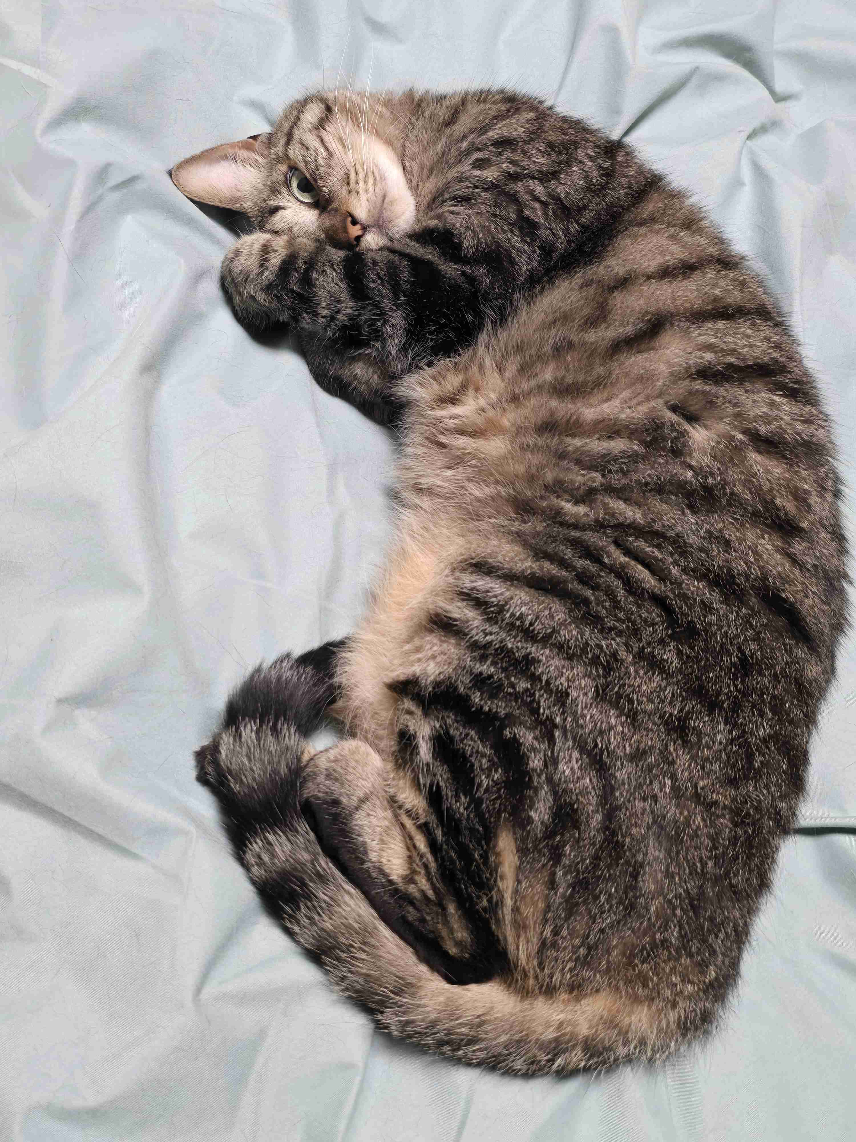 飼い猫自慢大会