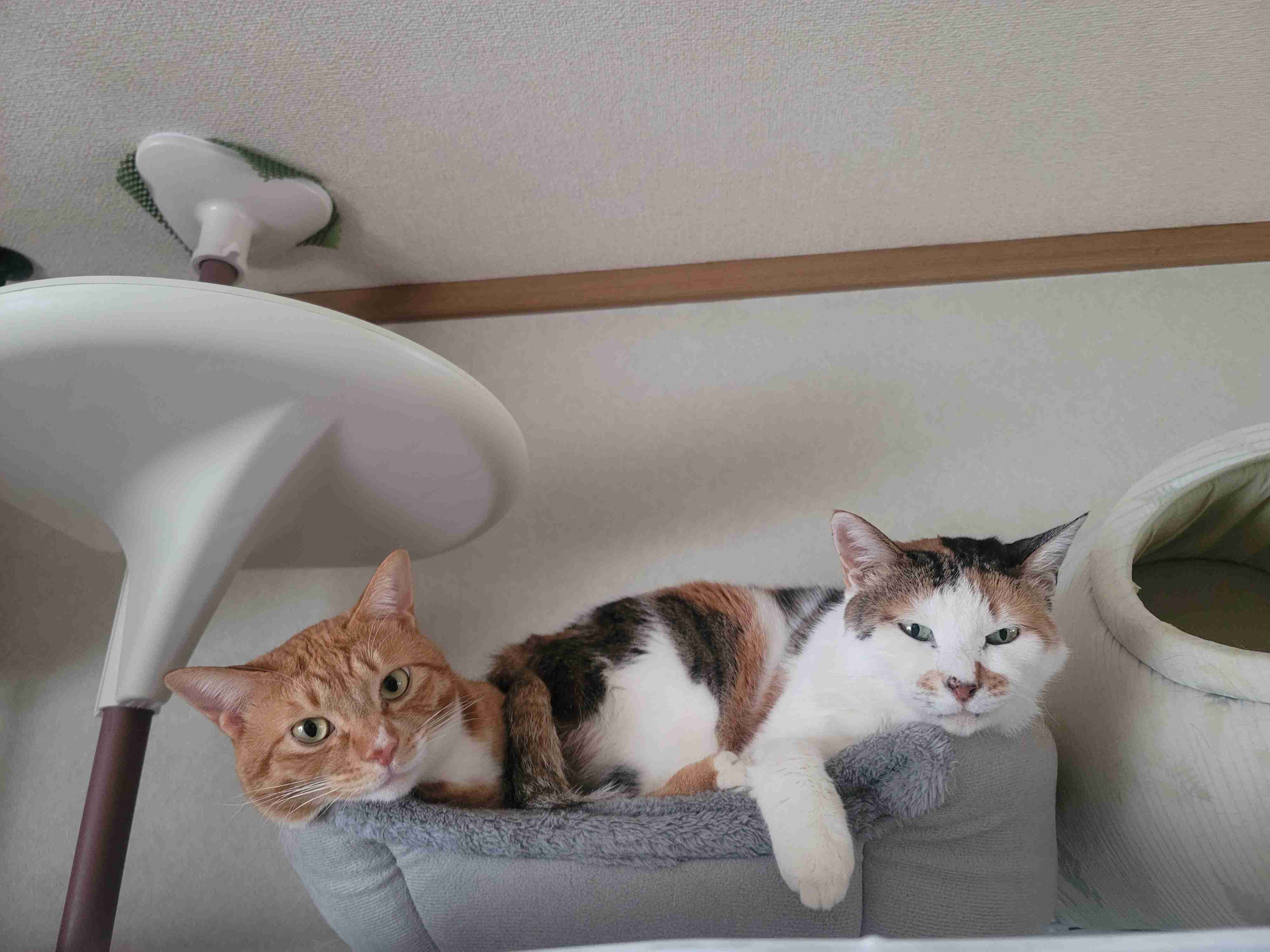 飼い猫自慢大会