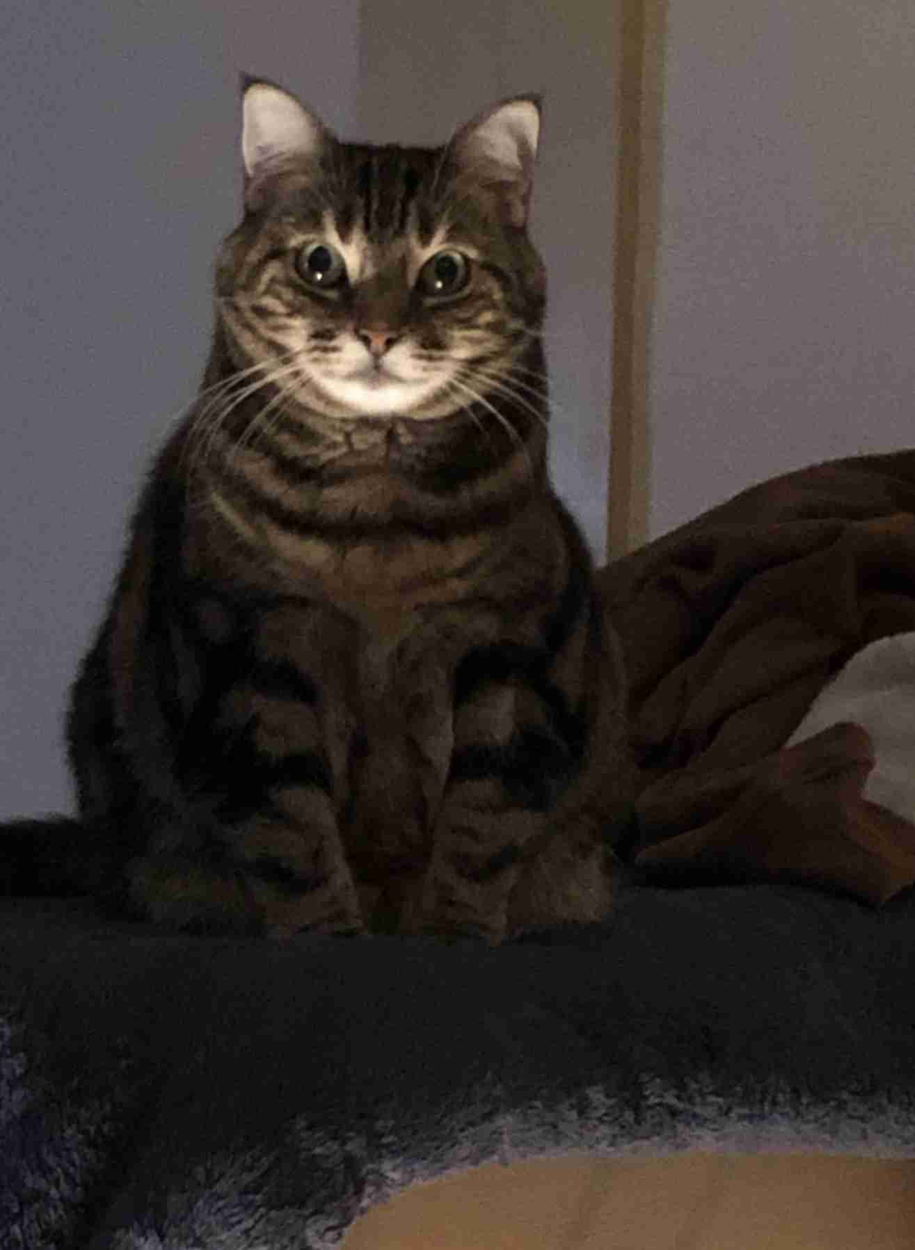 飼い猫自慢大会