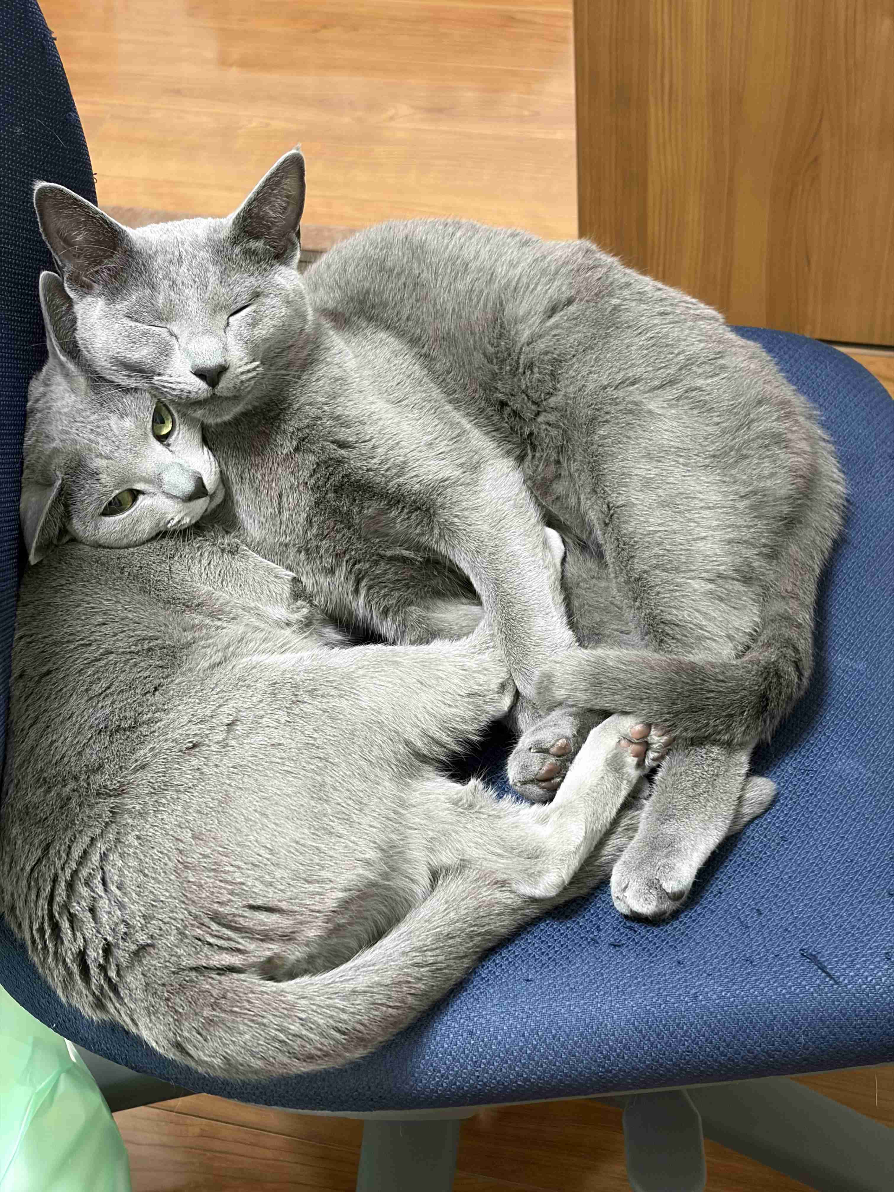 飼い猫自慢大会