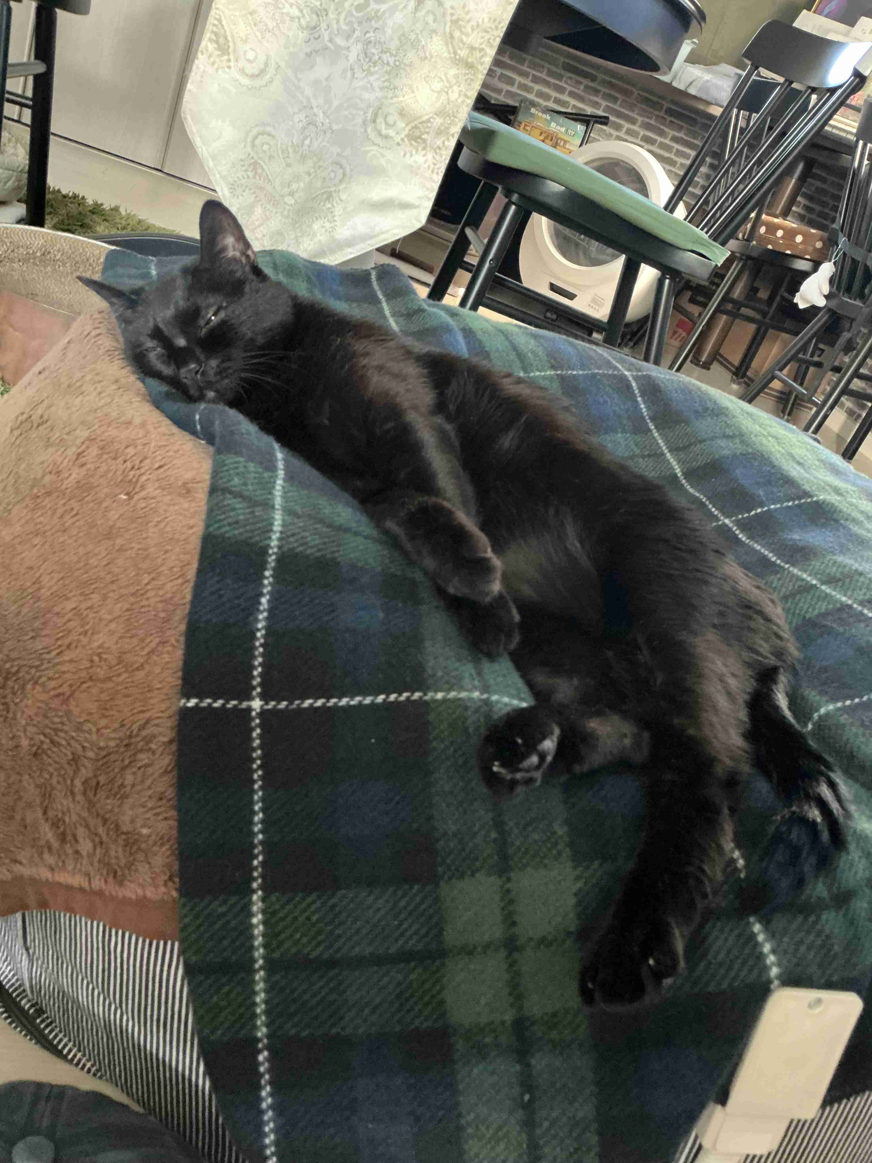 飼い猫自慢大会