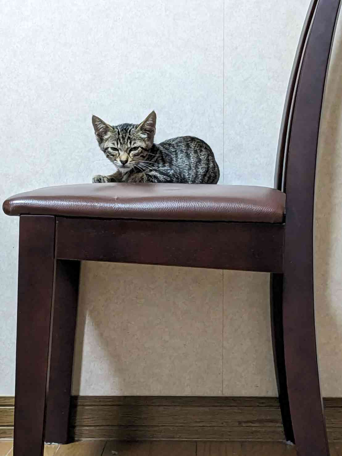 飼い猫自慢大会