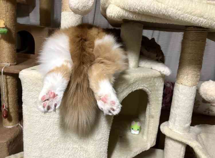 飼い猫自慢大会