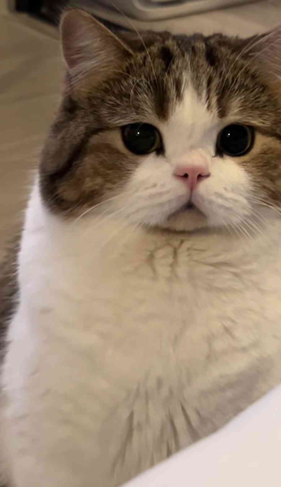 飼い猫自慢大会