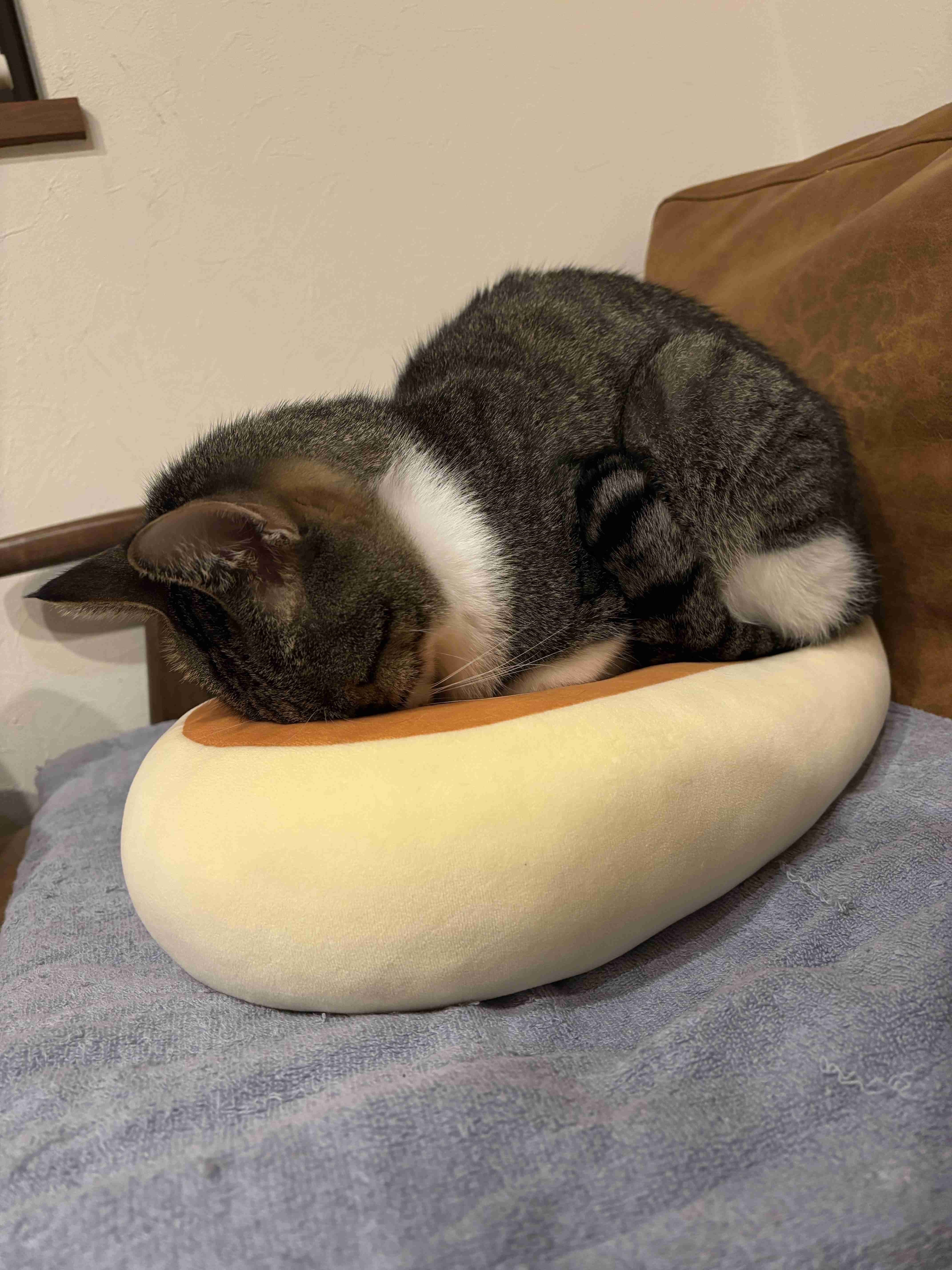 飼い猫自慢大会