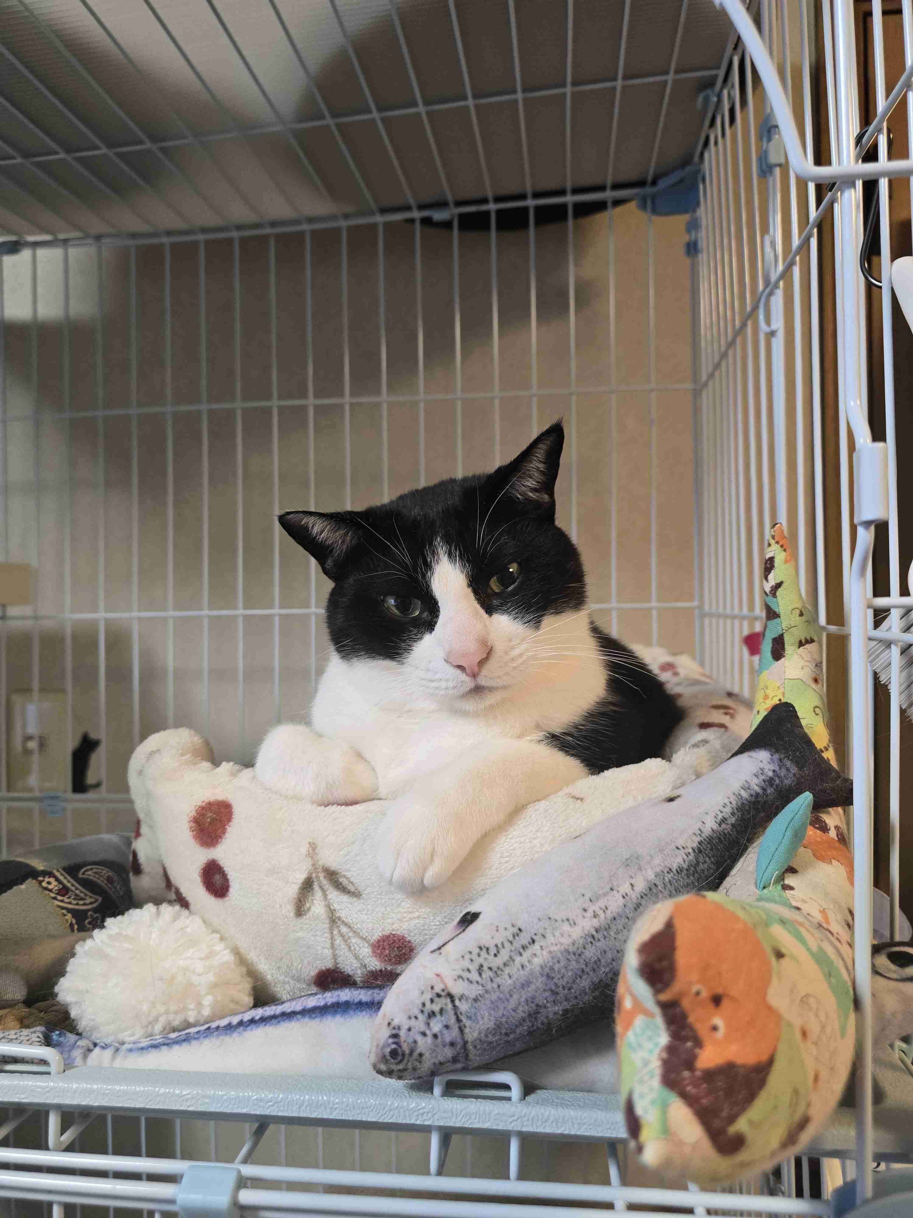 飼い猫自慢大会