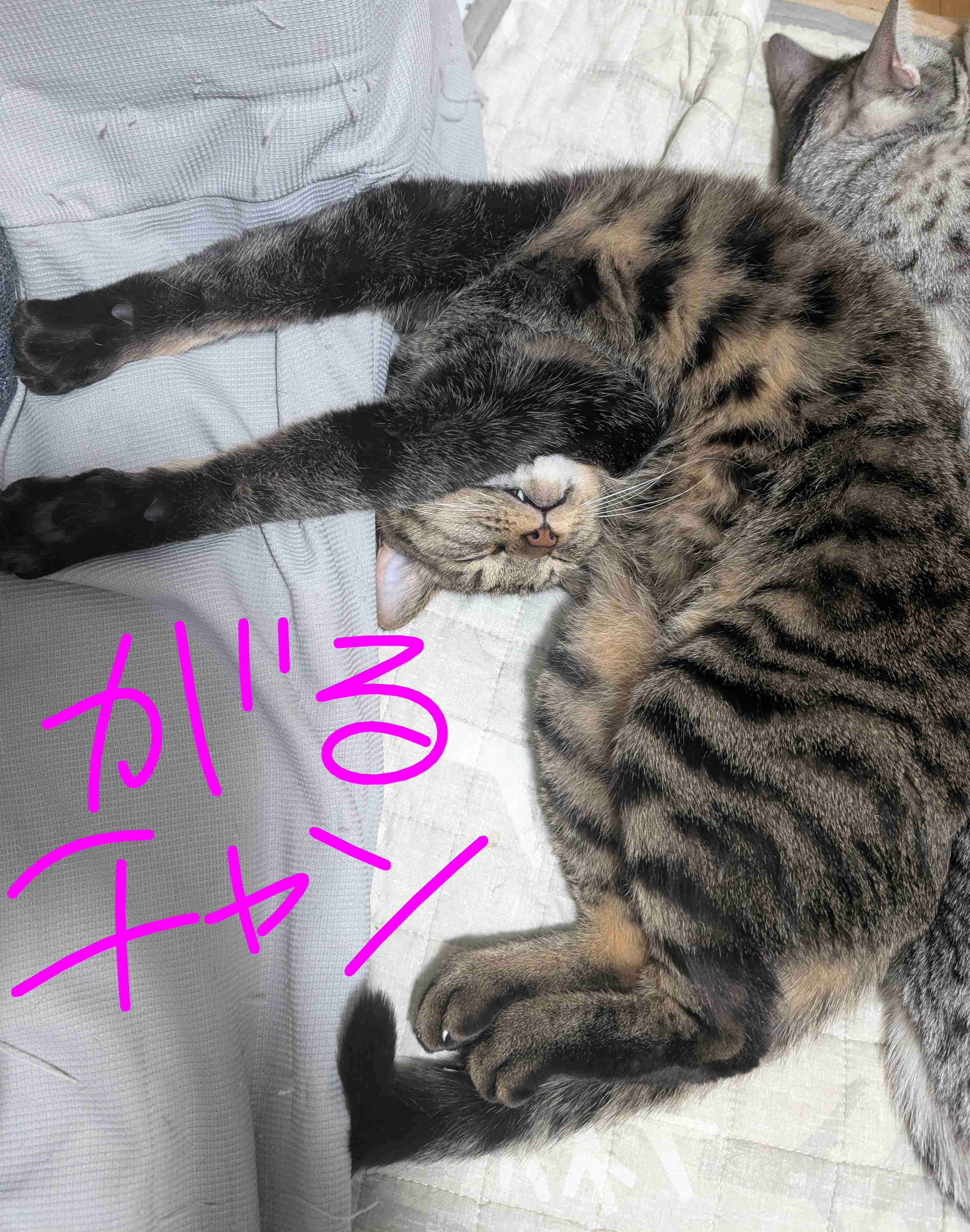 飼い猫自慢大会