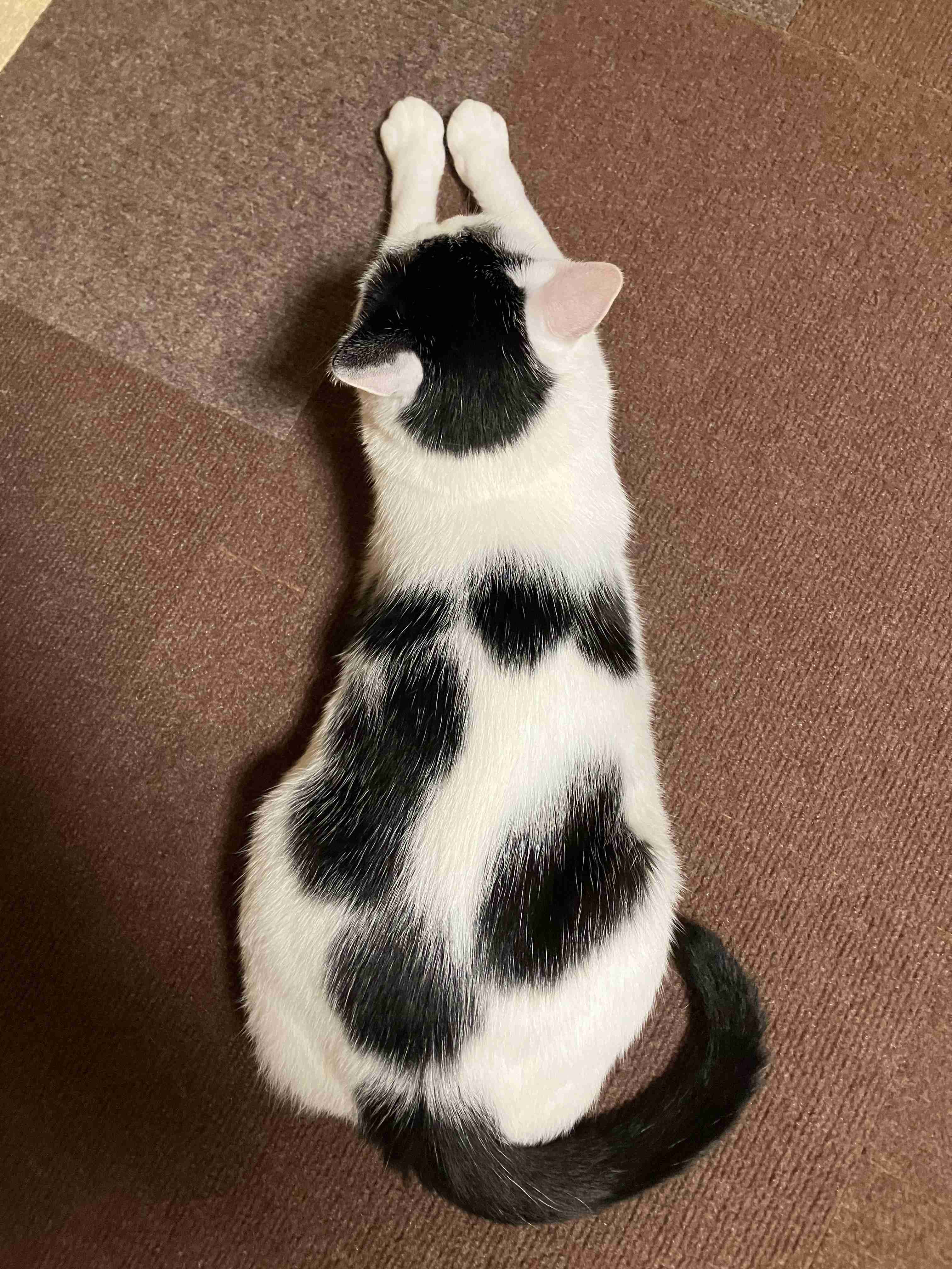 飼い猫自慢大会