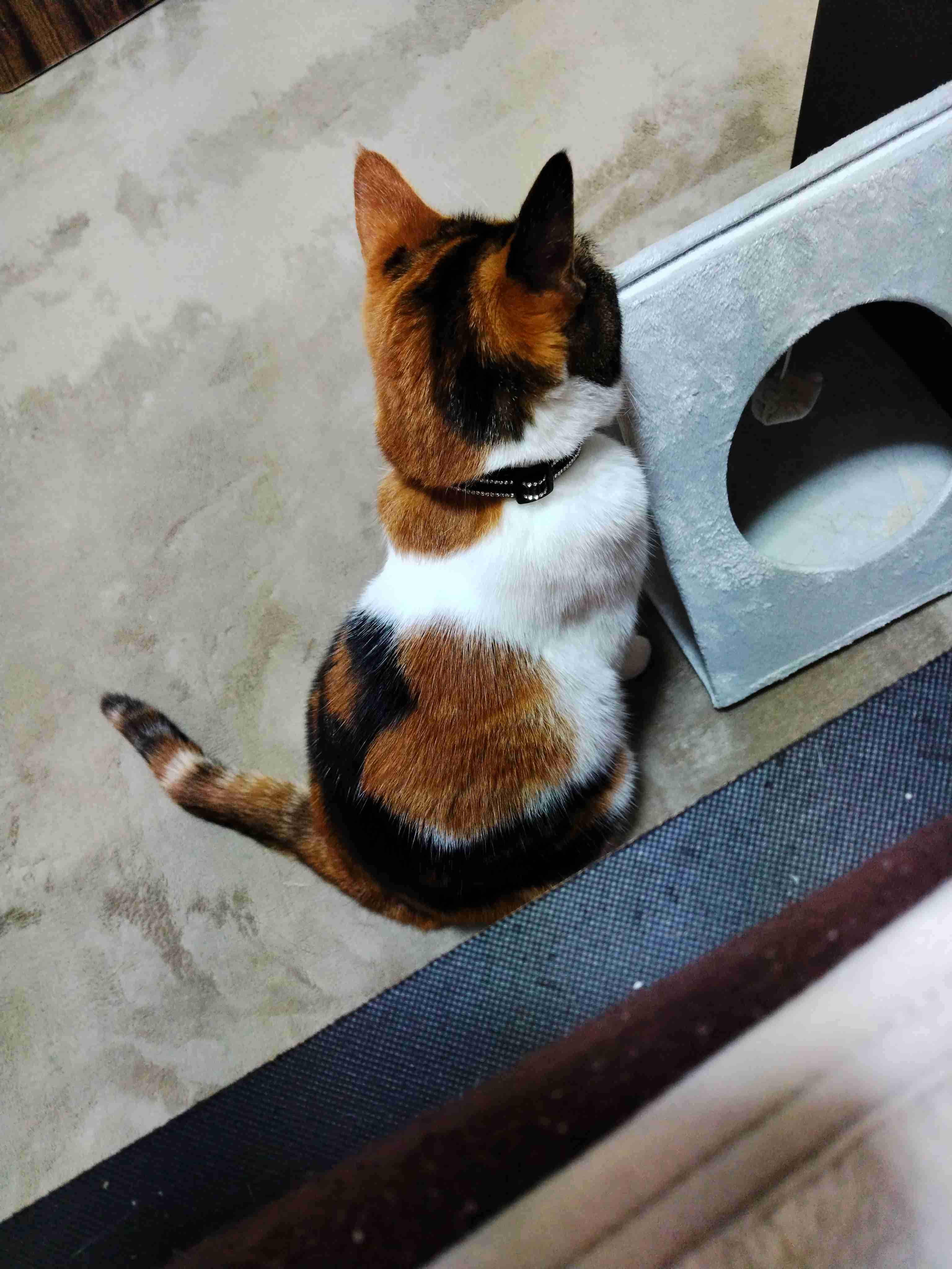 飼い猫自慢大会