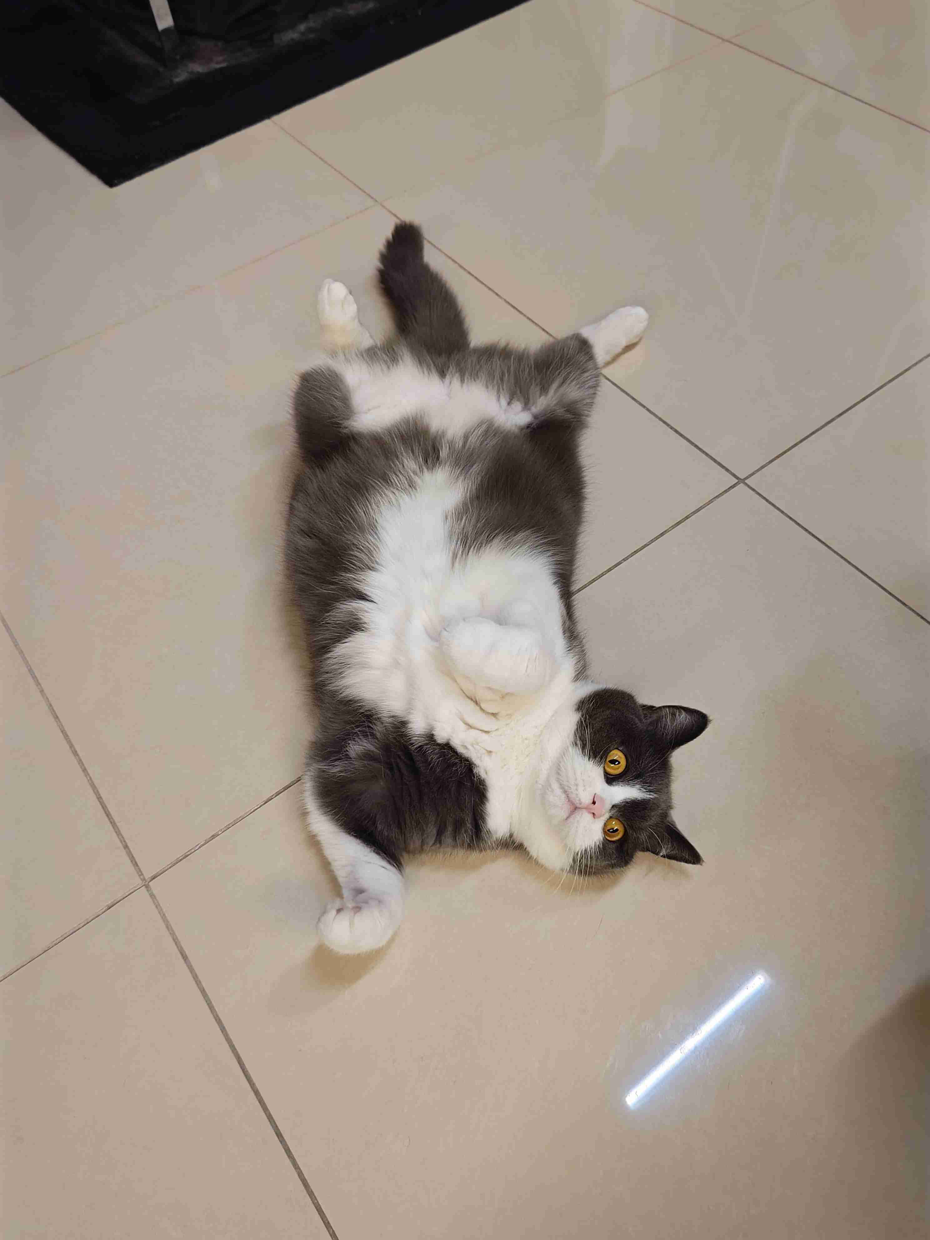 飼い猫自慢大会