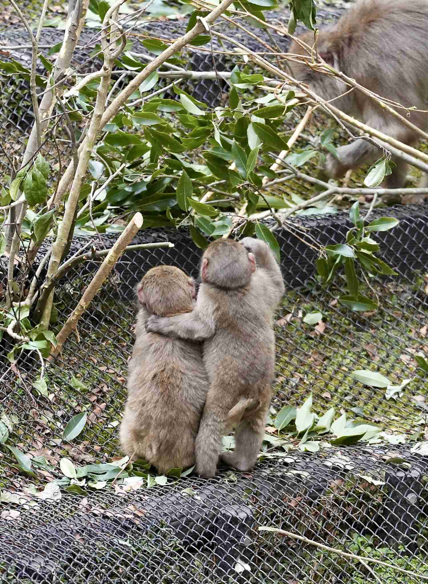 本日は愛妻の日ですってよ、奥様