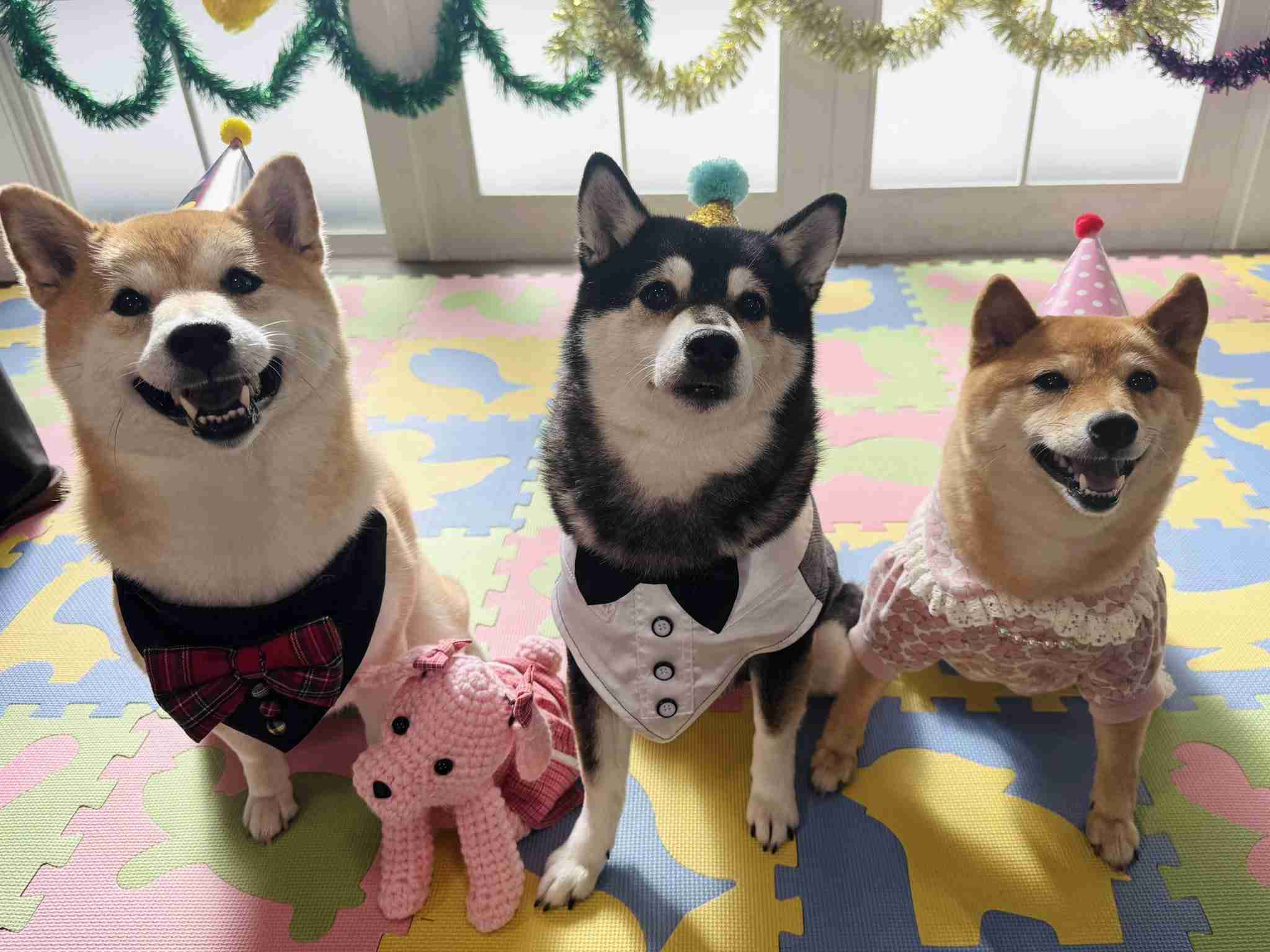 犬猫好きだけど飼えないからSNSで楽しんでいる人