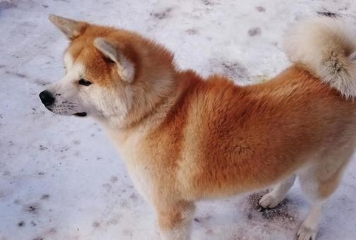 犬猫好きだけど飼えないからSNSで楽しんでいる人