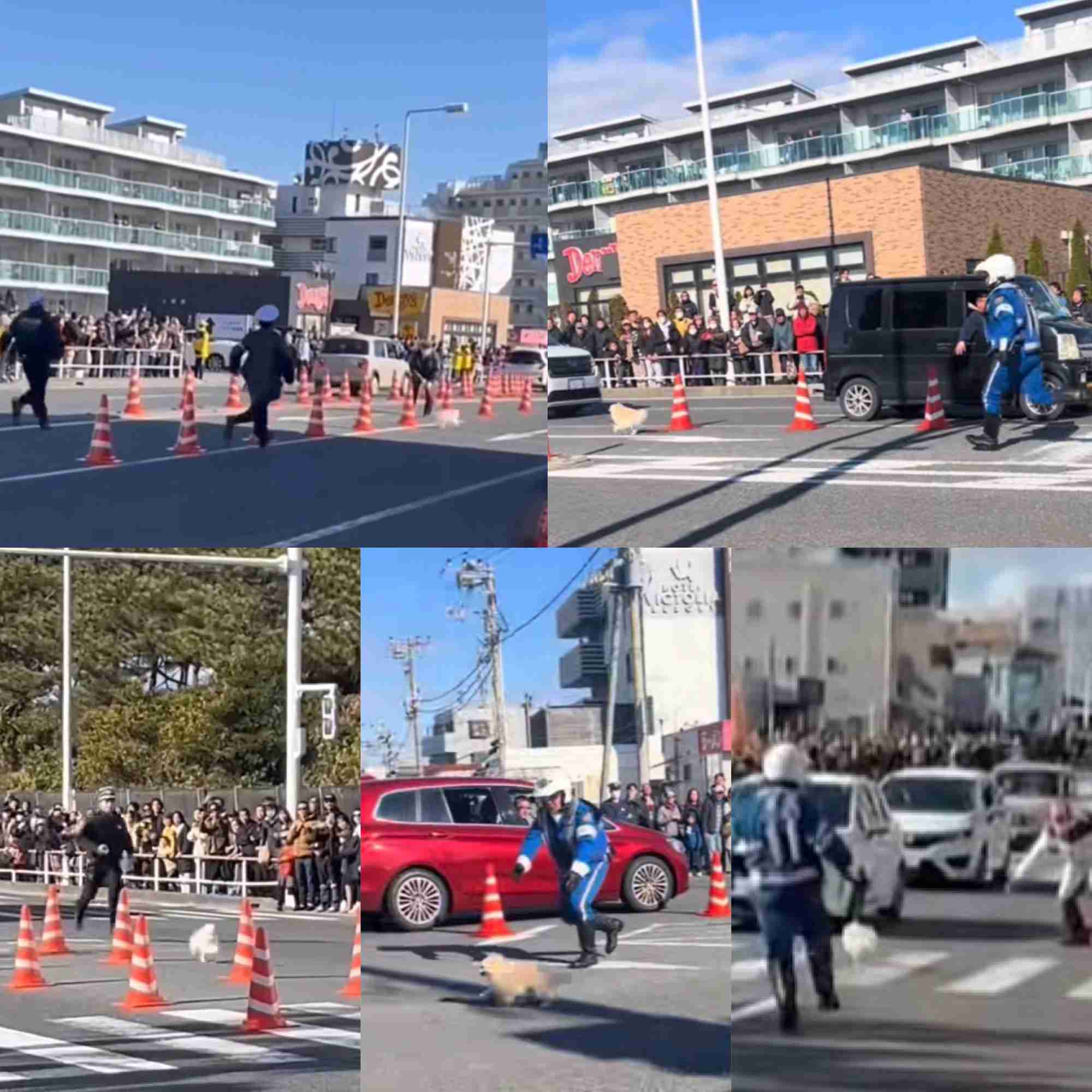 【箱根駅伝】ポメラニアン乱入の当事者が明かす本音「犬に罪はない」国学院野中「崩れたの事実」